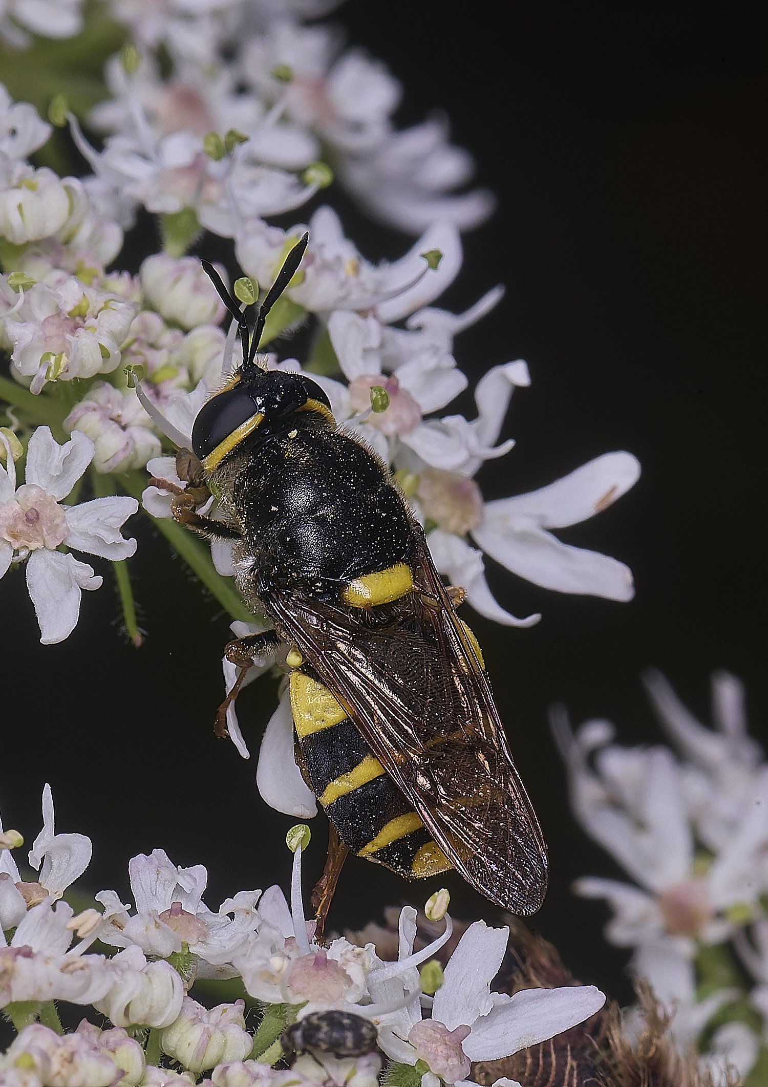 HanworthBandedGeneral180725-4