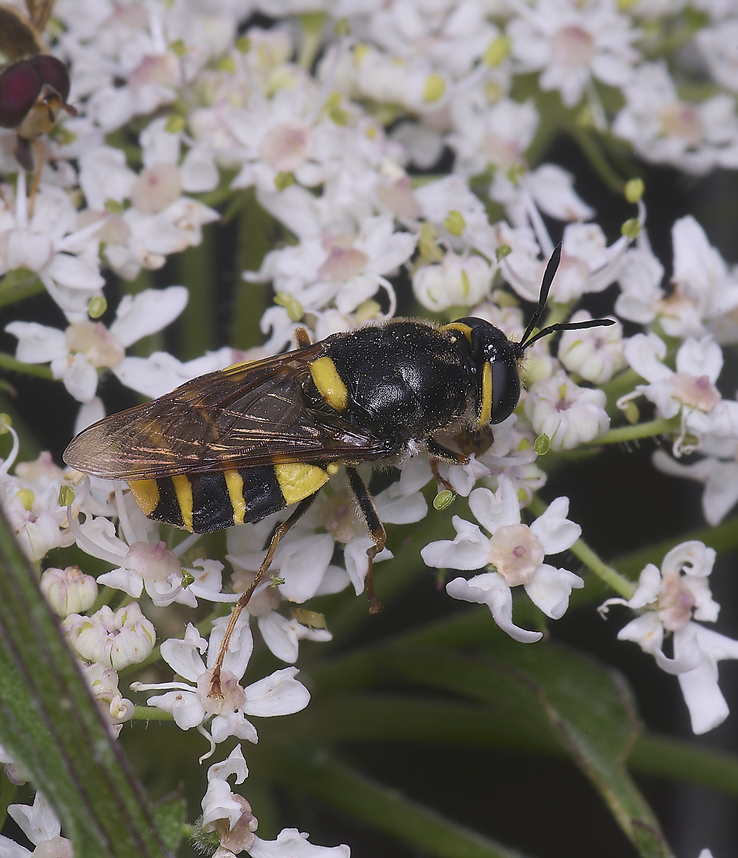 HanworthBandedGeneral180725-5