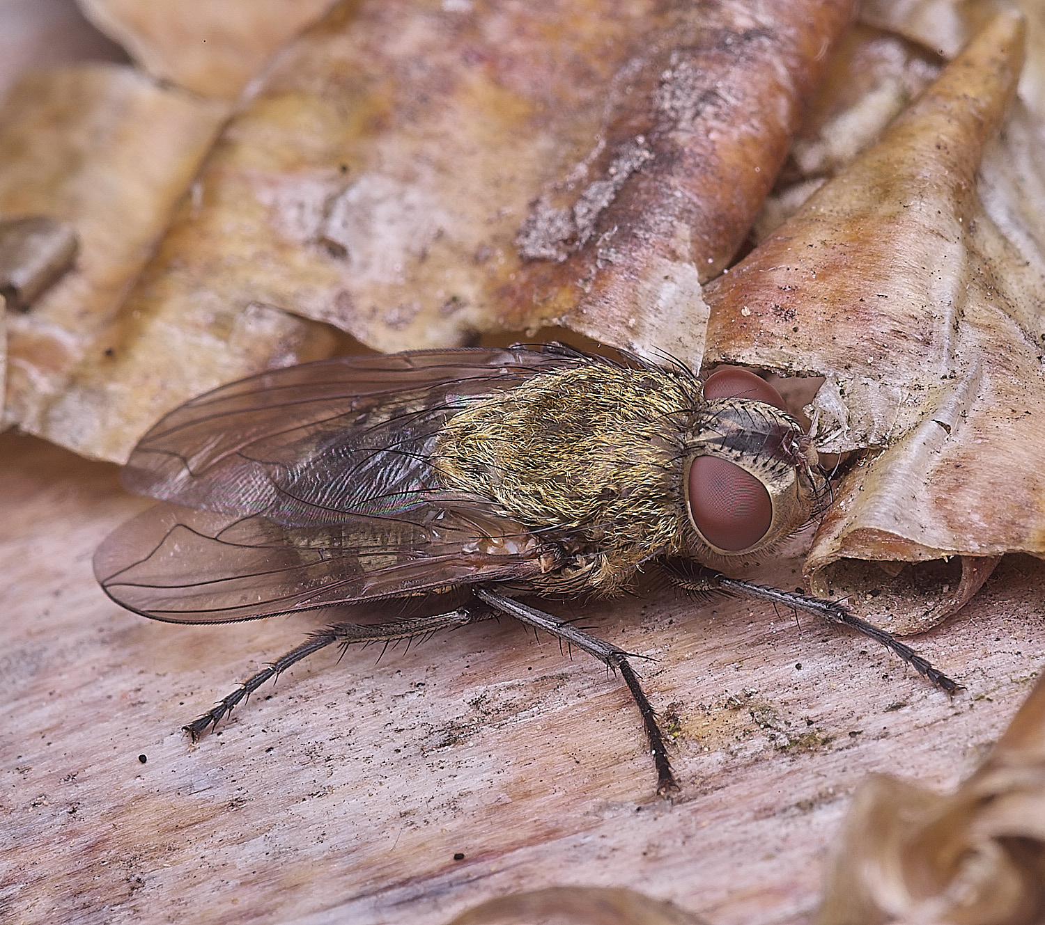 HanworthBrownFly010825-1