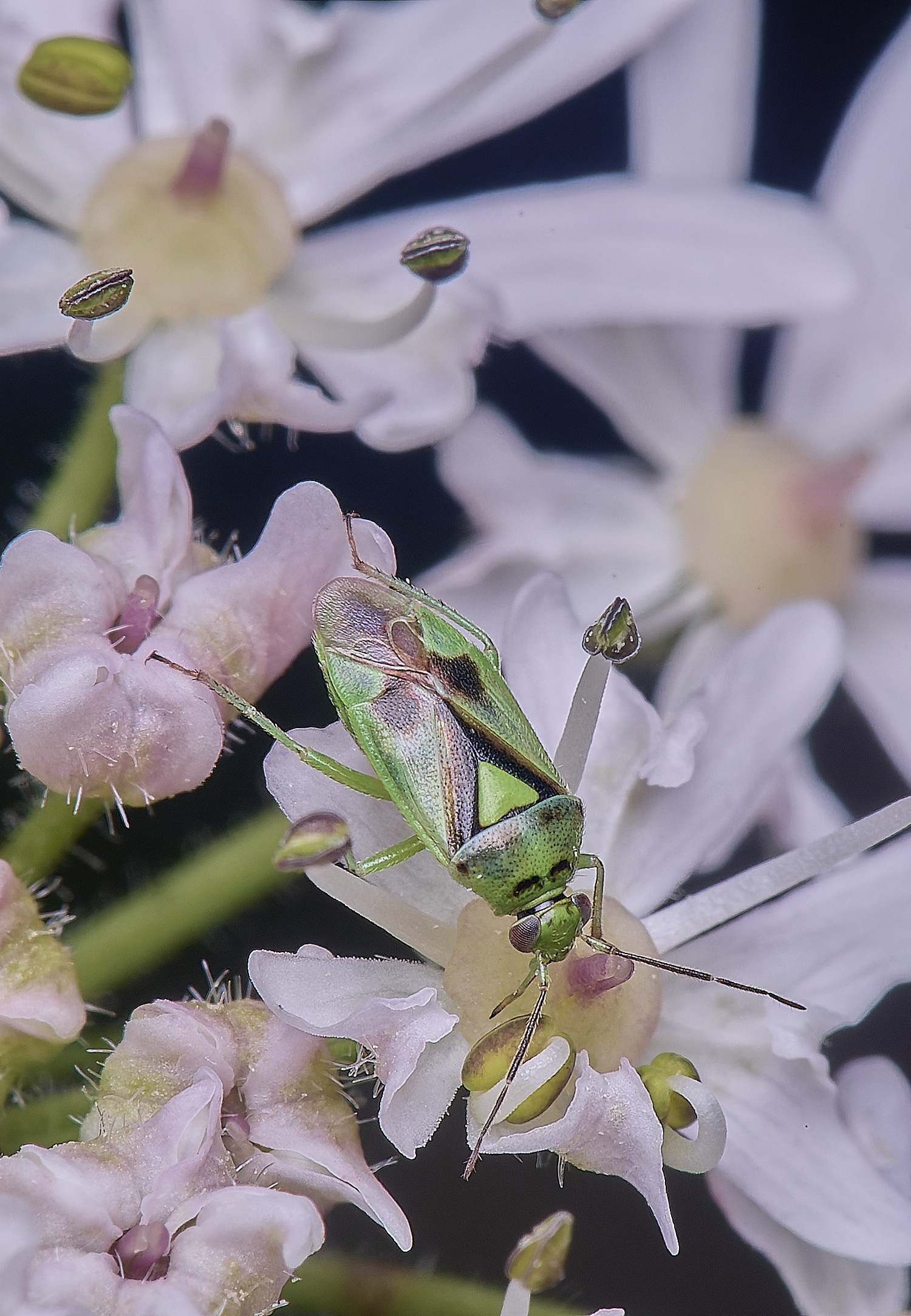 HanworthBugSp210725-1