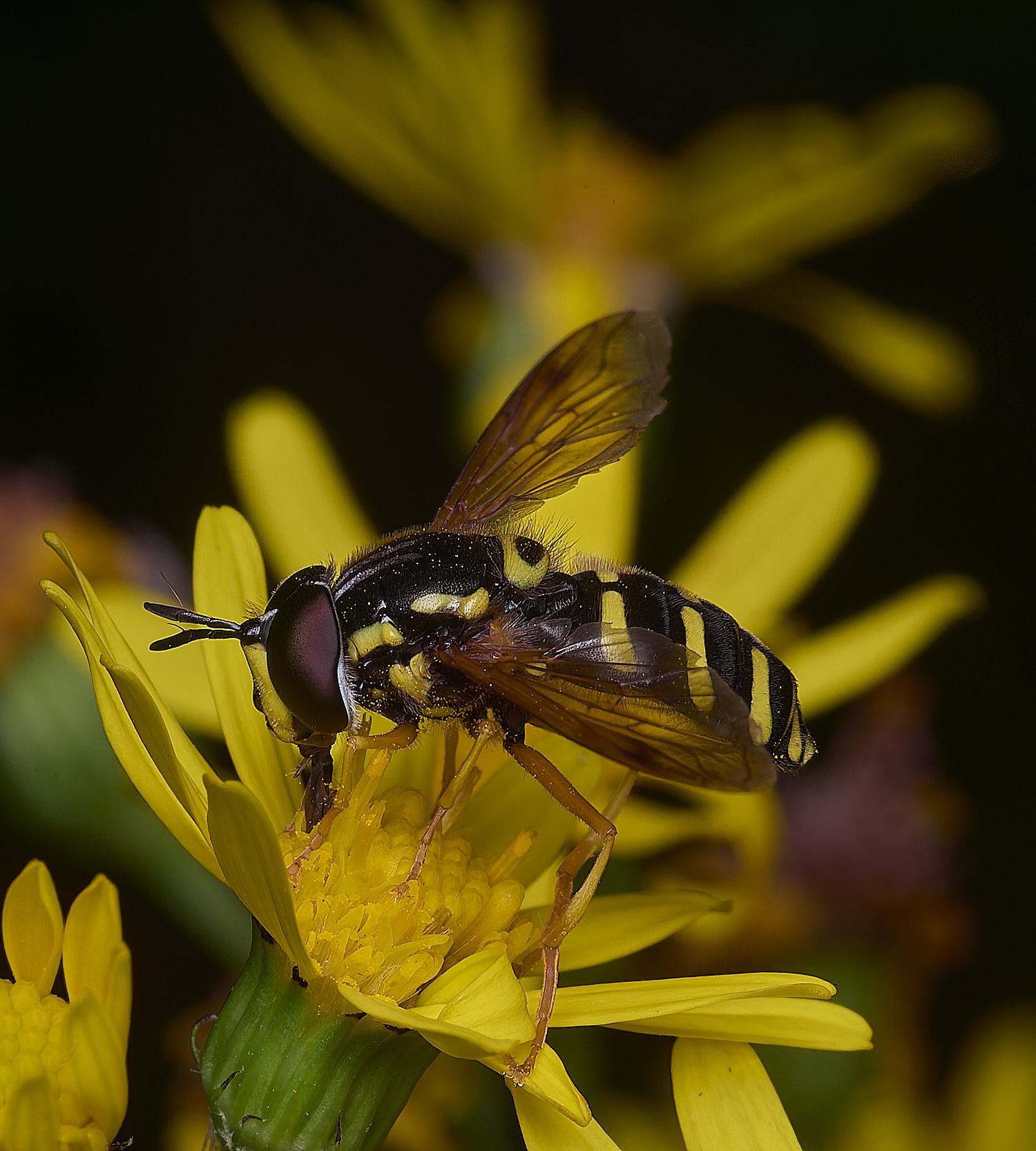 HanworthCfestivum180725-1