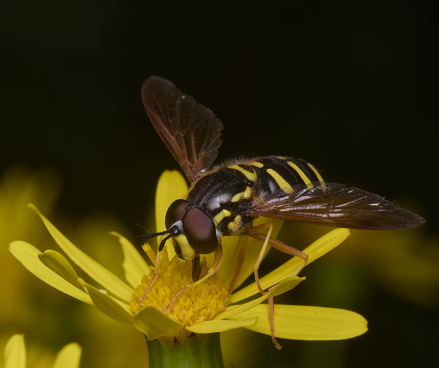HanworthCfestivum180725-4