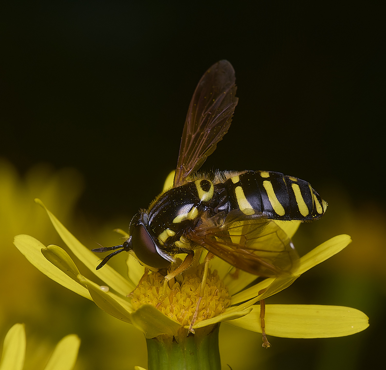 HanworthCfestivum180725-5