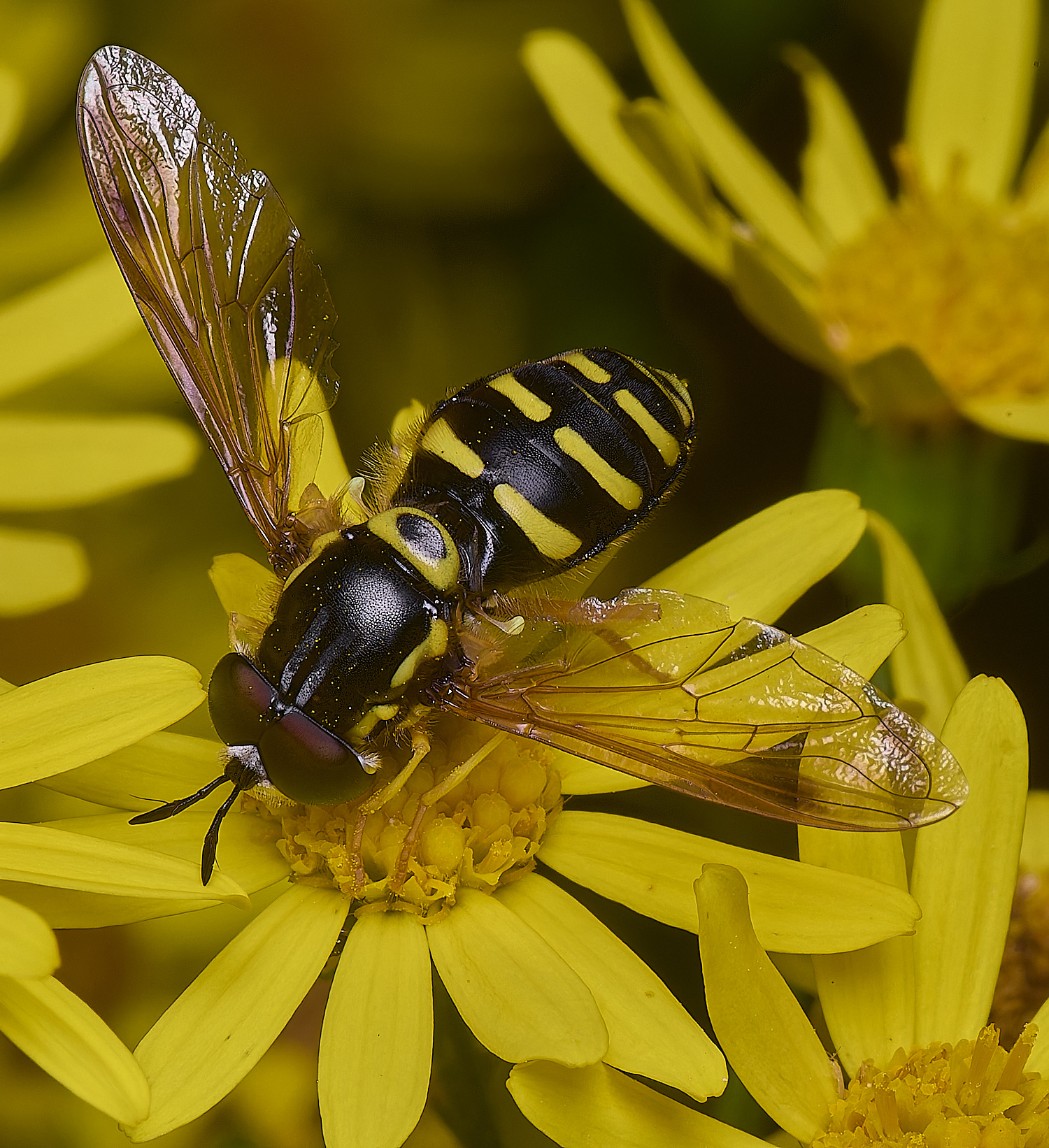 HanworthCfestivum180725-6