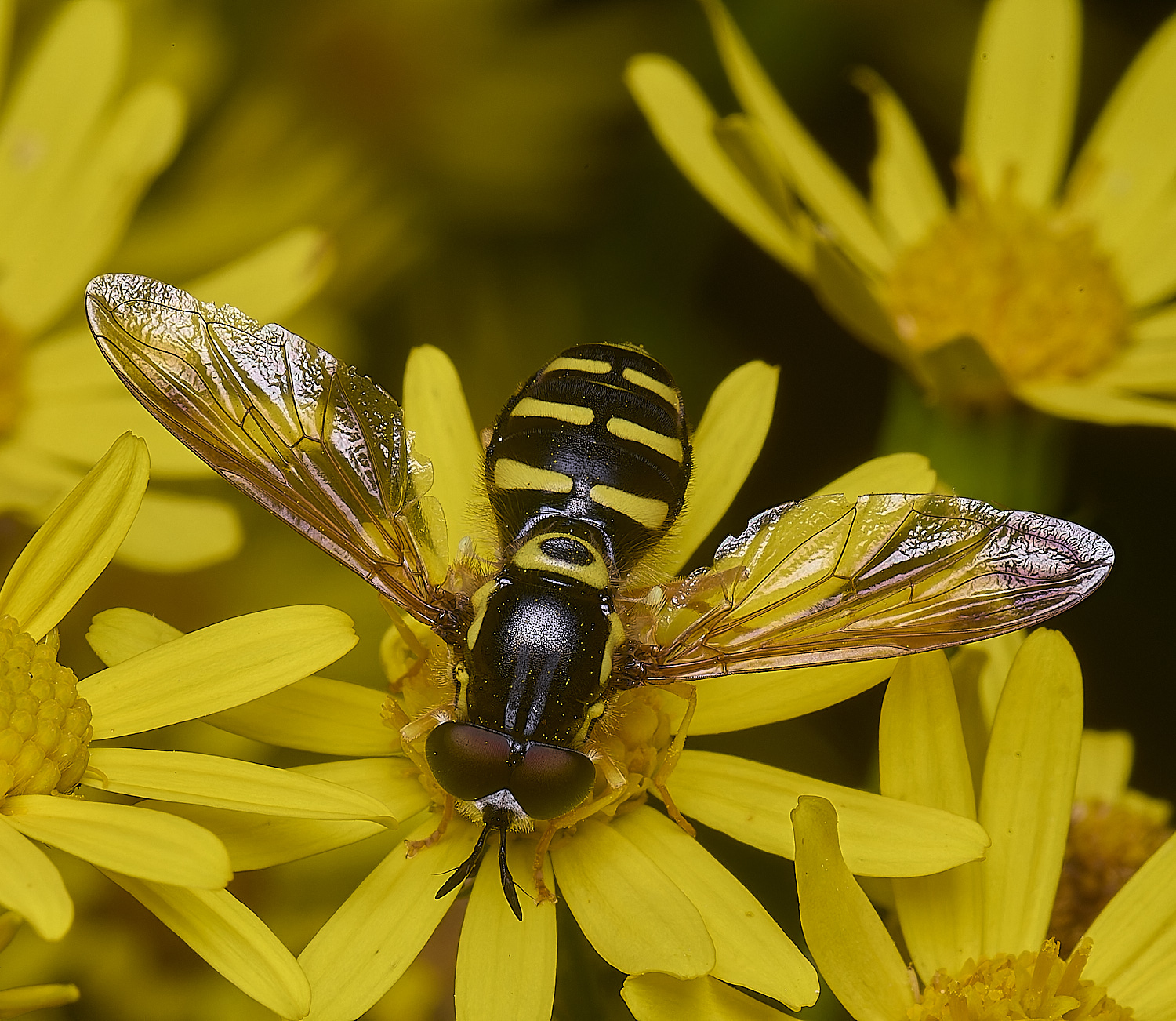 HanworthCfestivum180725-7