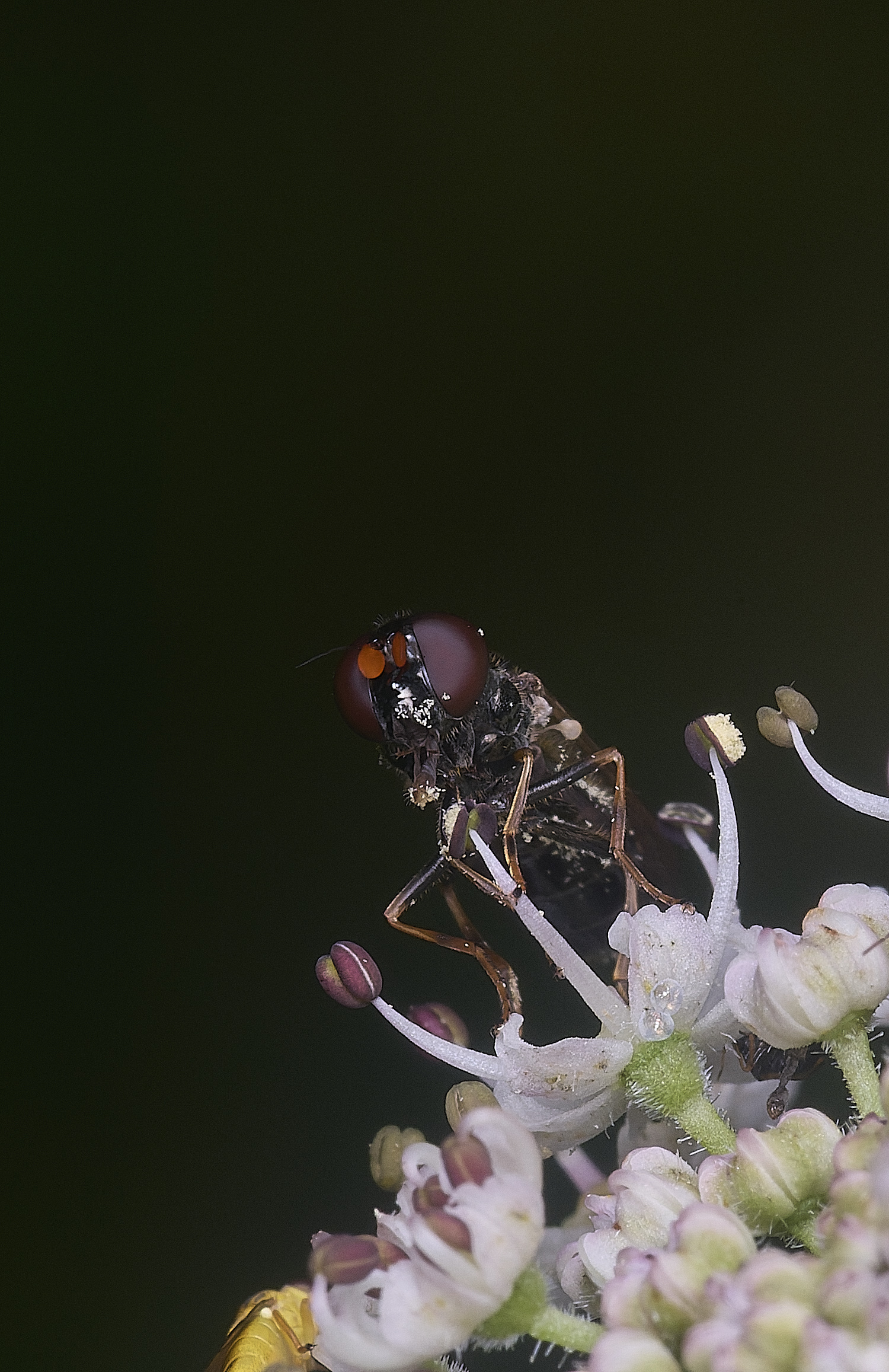 HanworthCheilosiaSp260725-1