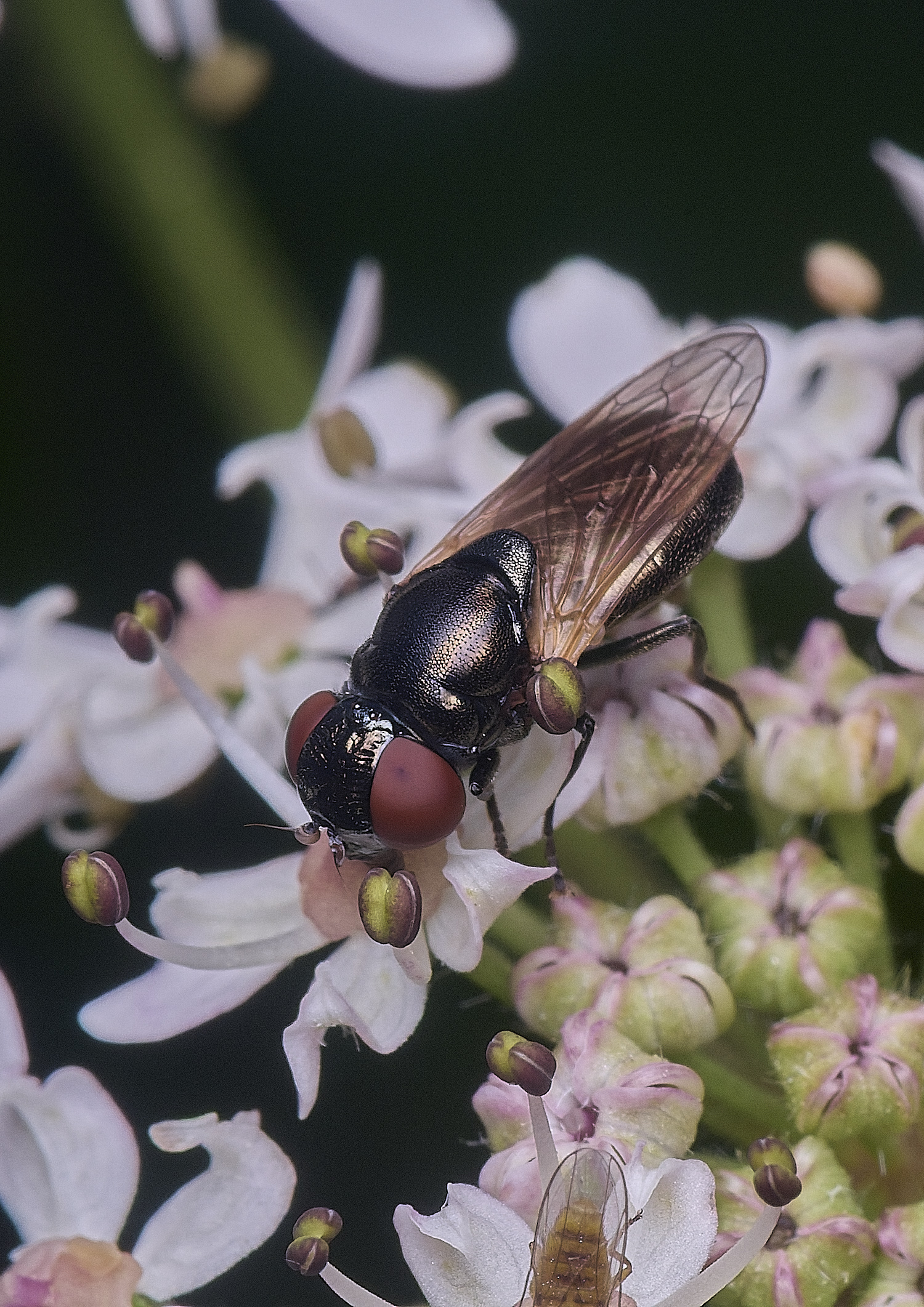 HanworthChrysogastersolstitialis260725-1