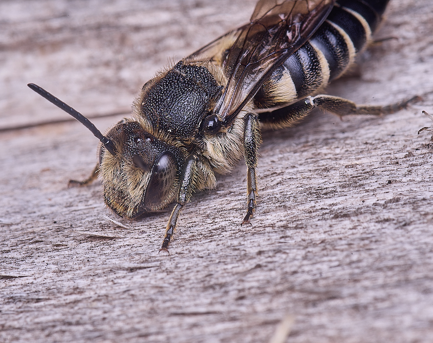 HanworthCinermis160724-