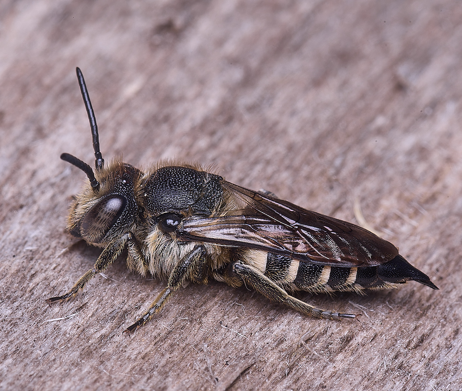 HanworthCinermis160724-1