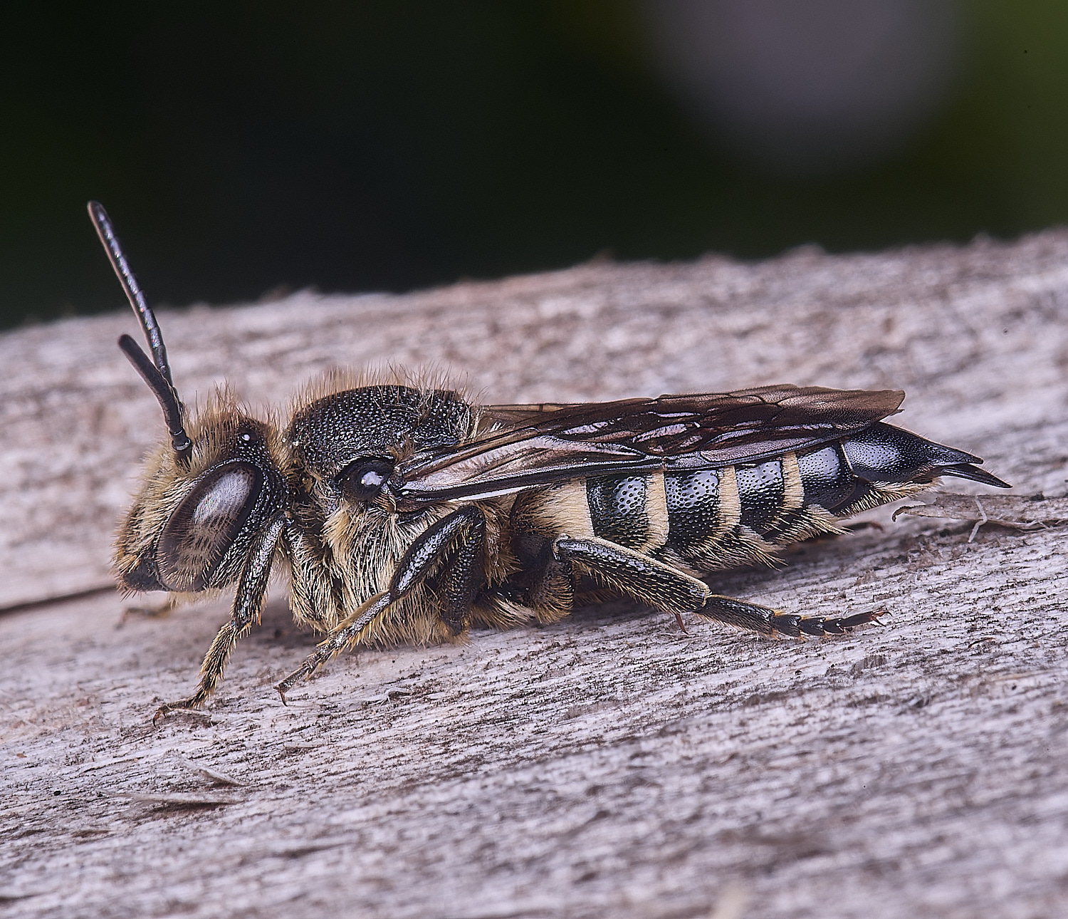 HanworthCinermis160724-3