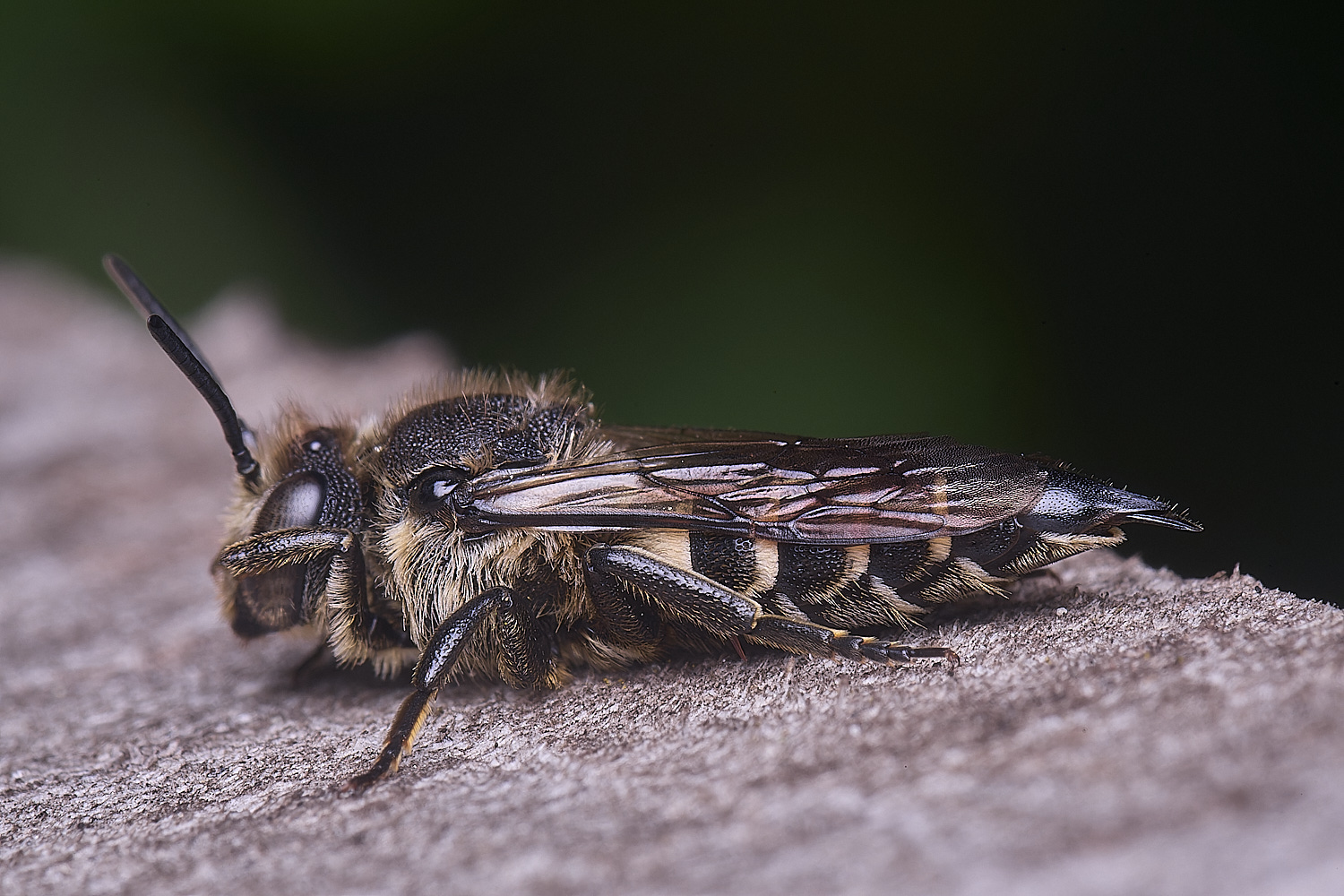 HanworthCinermis160724-4