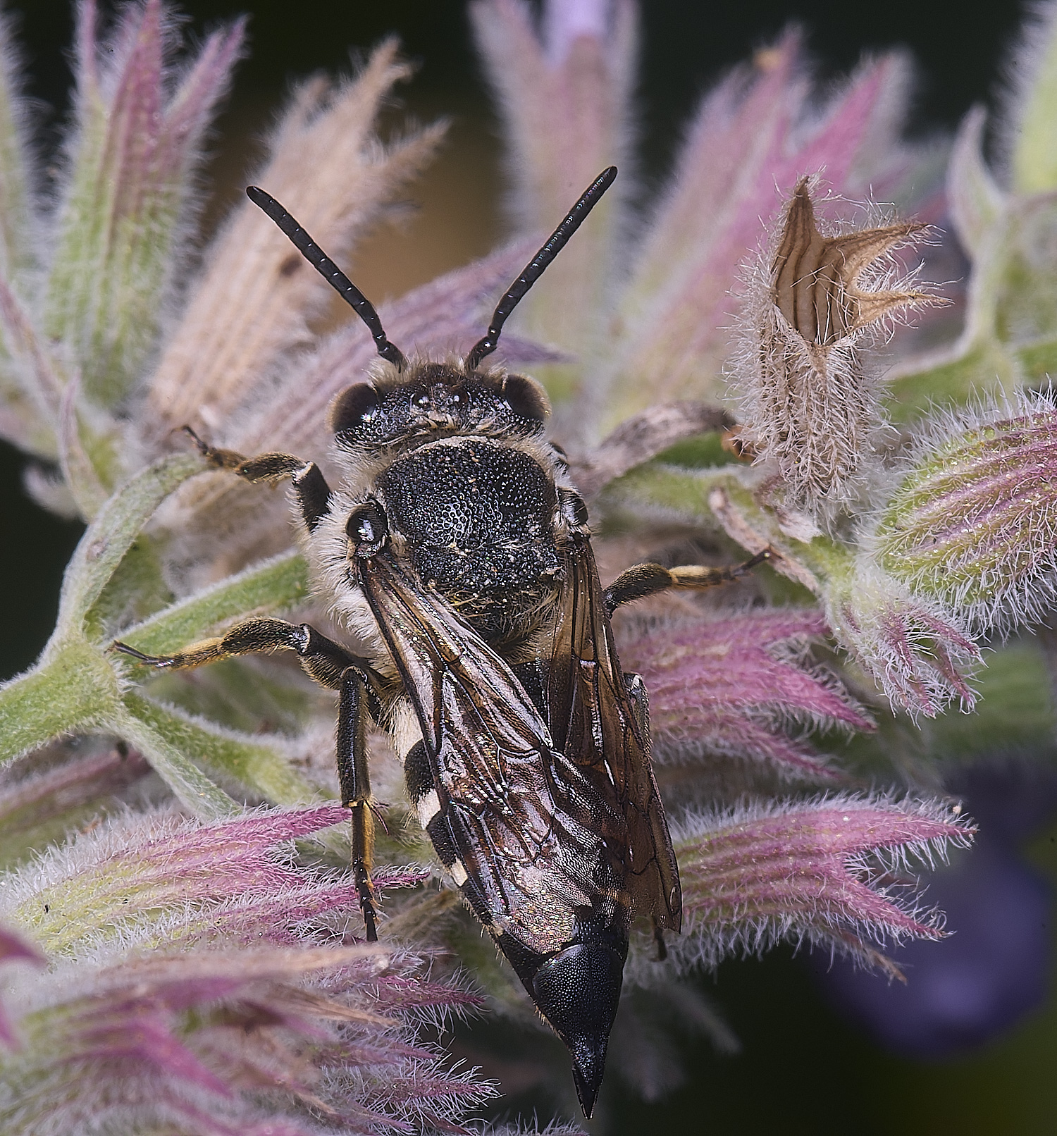 HanworthCinermis160724-5