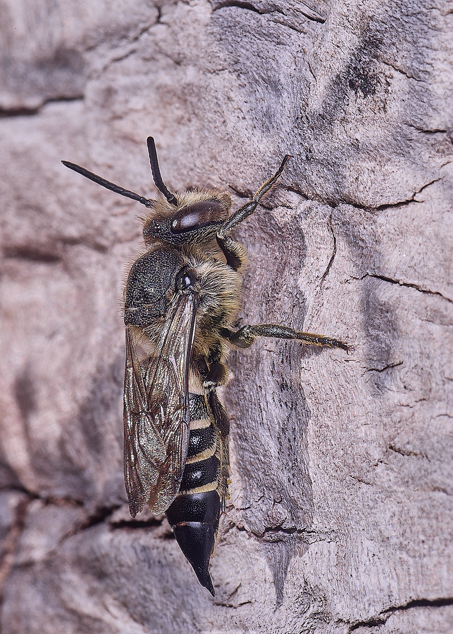 HanworthCinermis160724-6