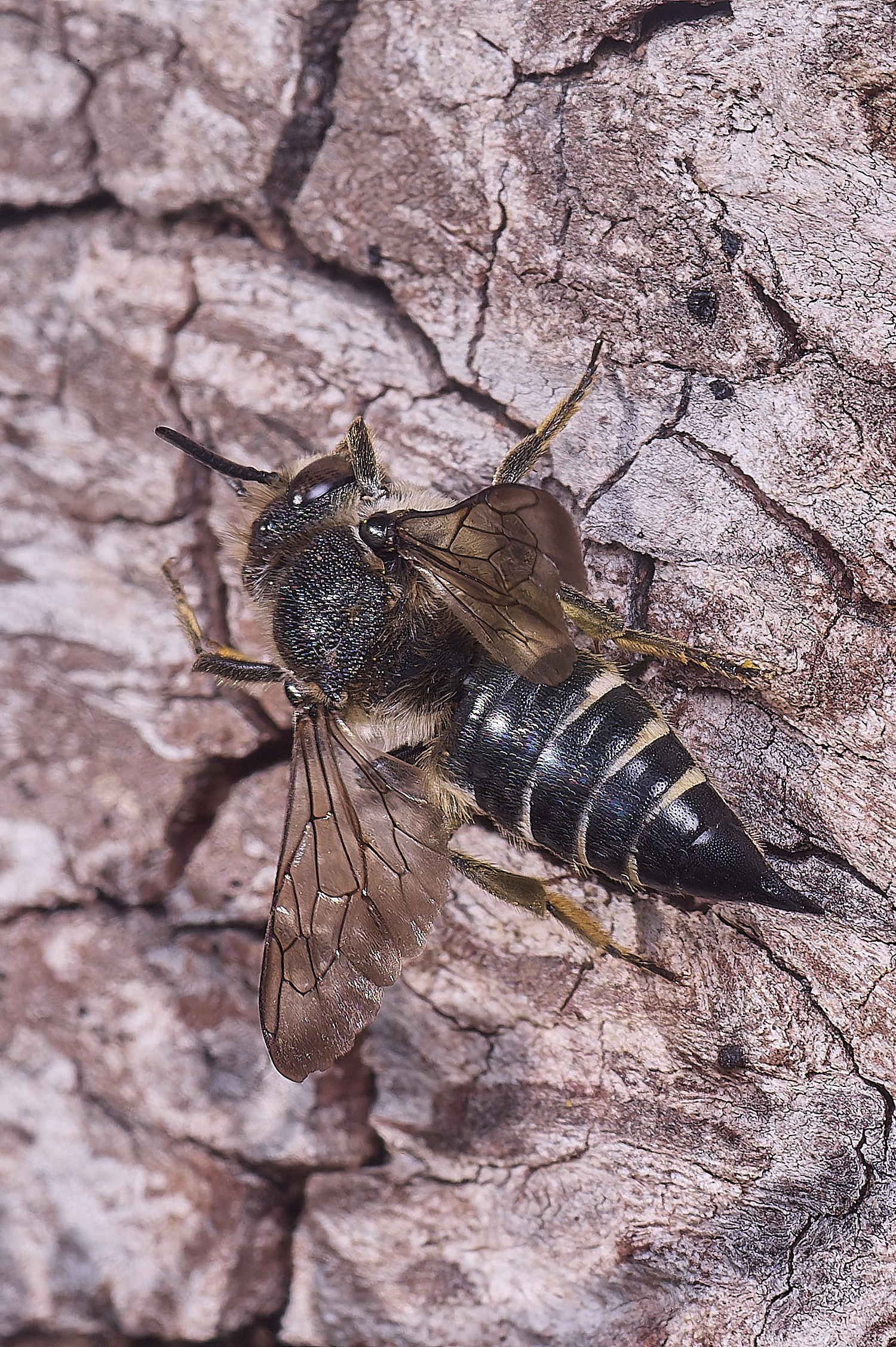 HanworthCinermis160724-7