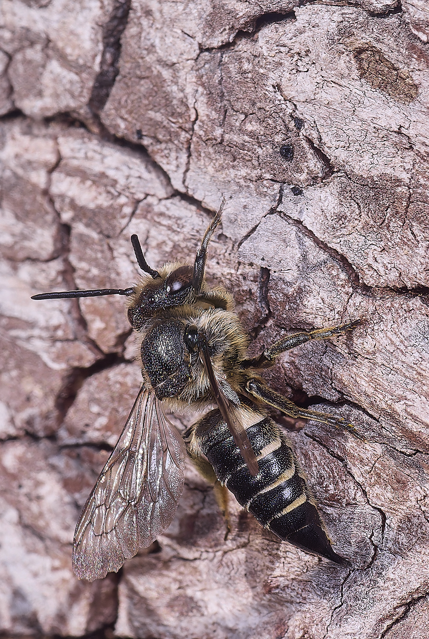 HanworthCinermis160724-8