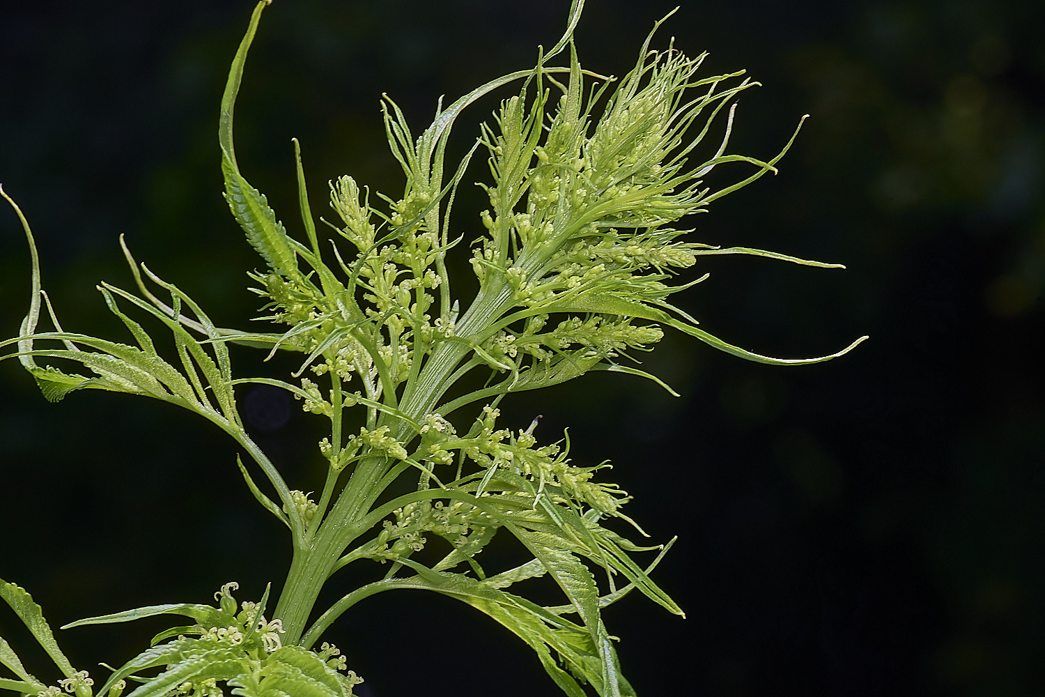 HanworthCretanHemp080725-1