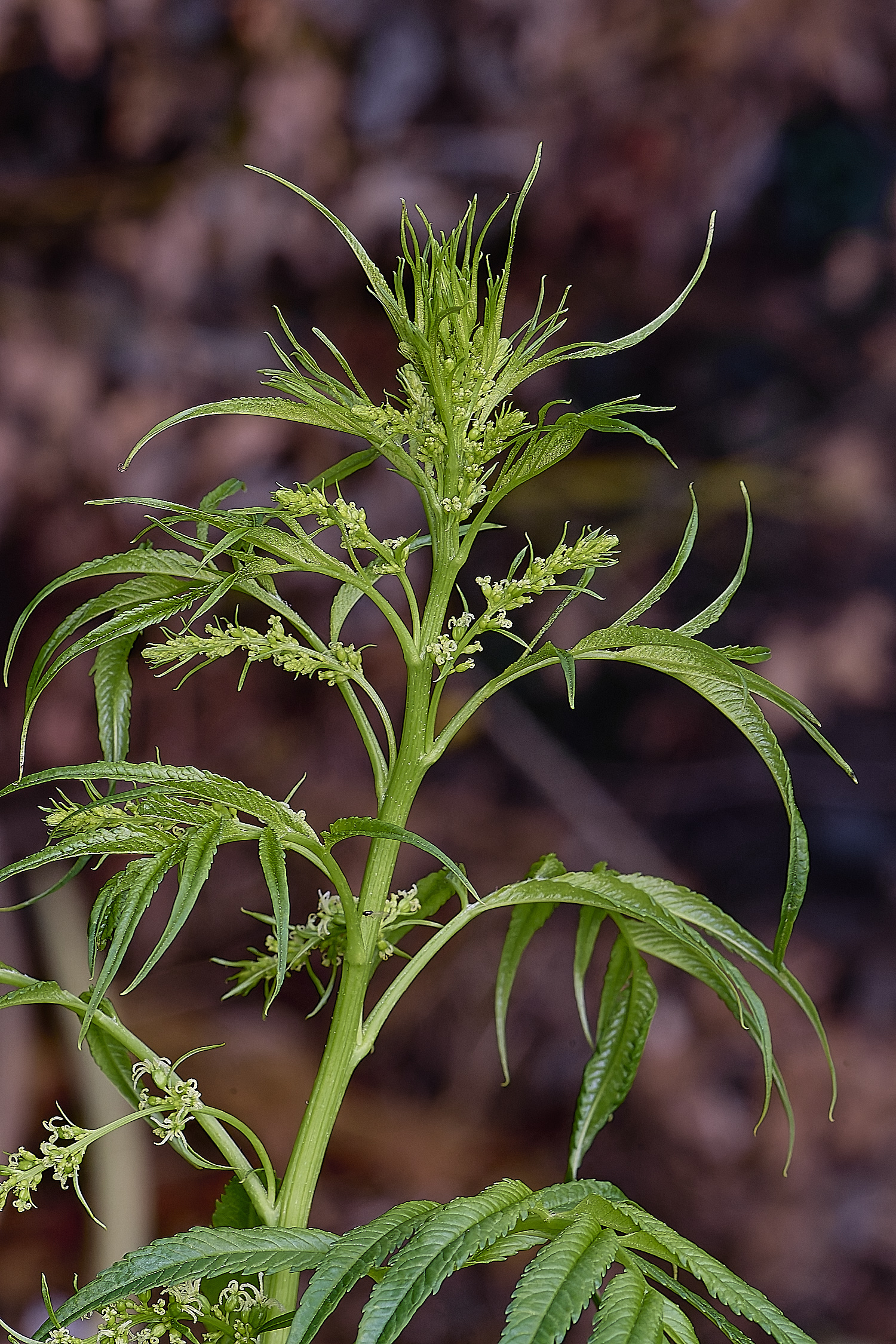 HanworthCretanHemp080725-3