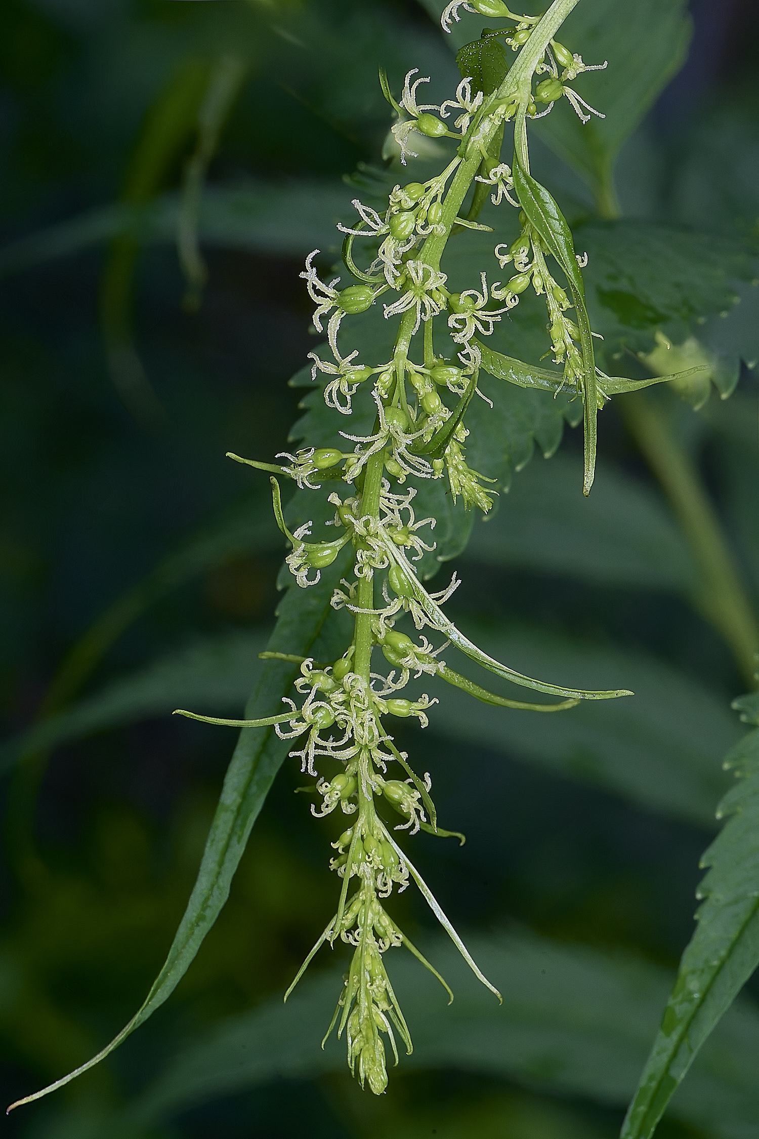 HanworthCretanHemp080725-4