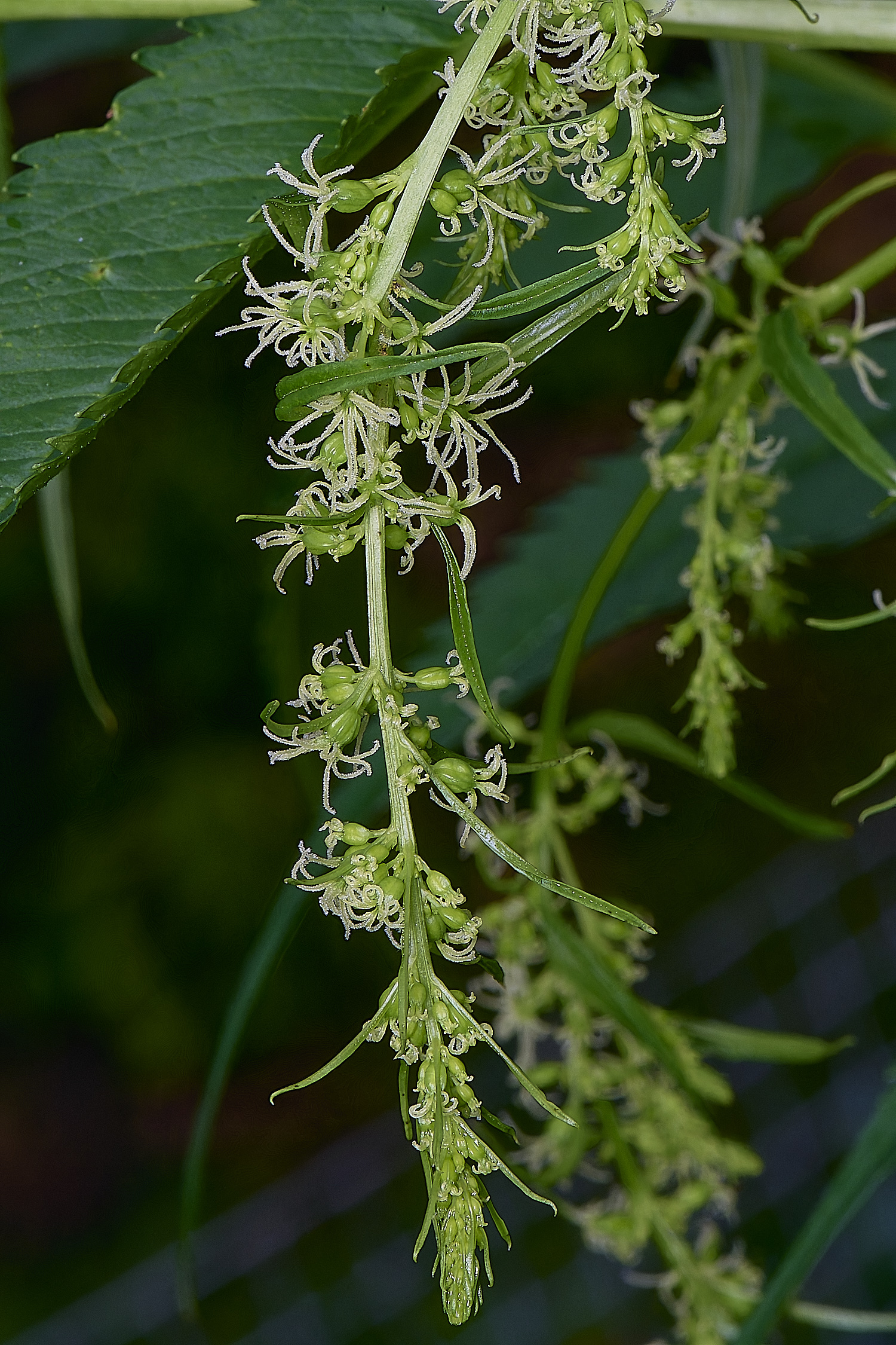 HanworthCretanHemp080725-5