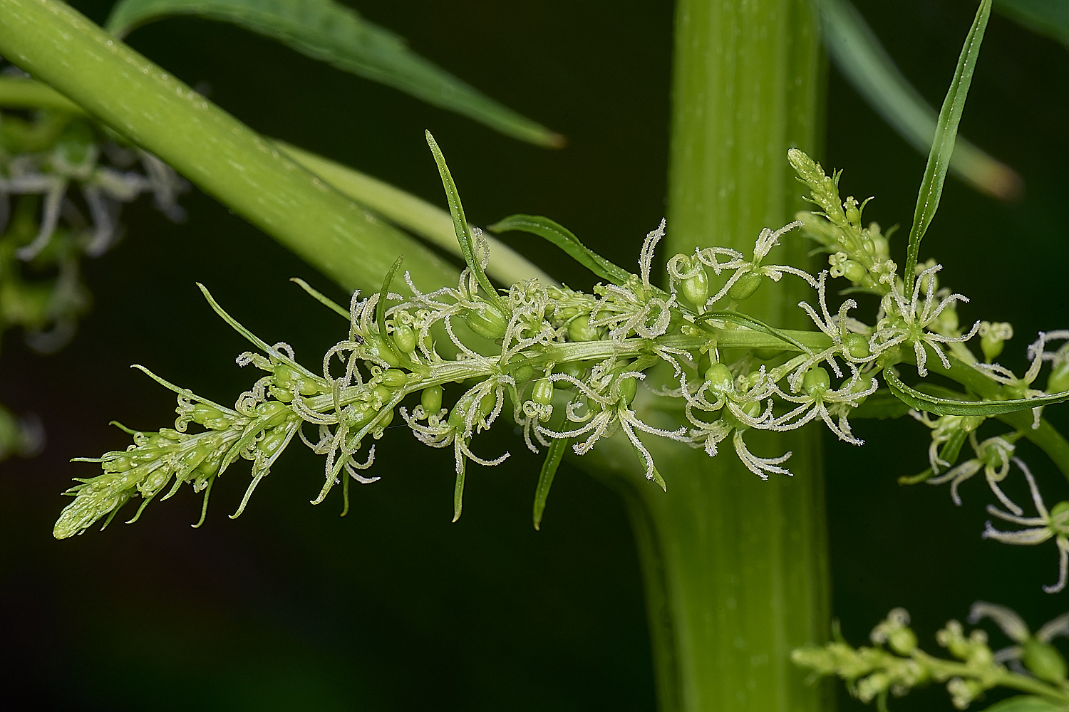 HanworthCretanHemp080725-6