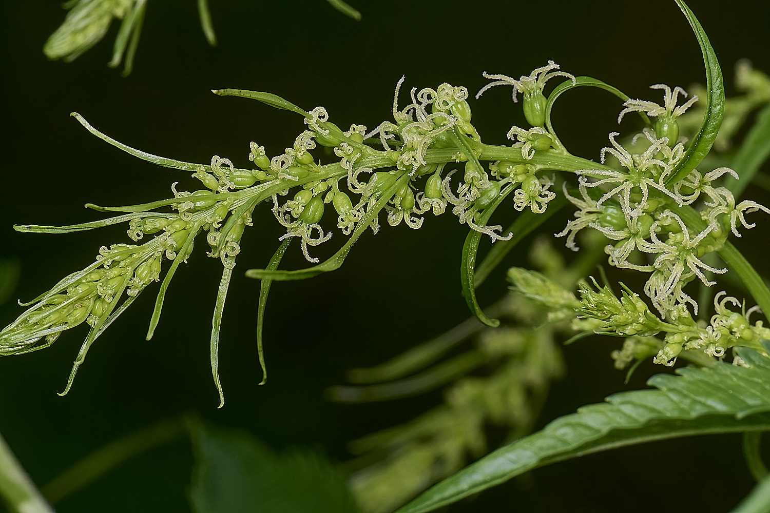 HanworthCretanHemp080725-7