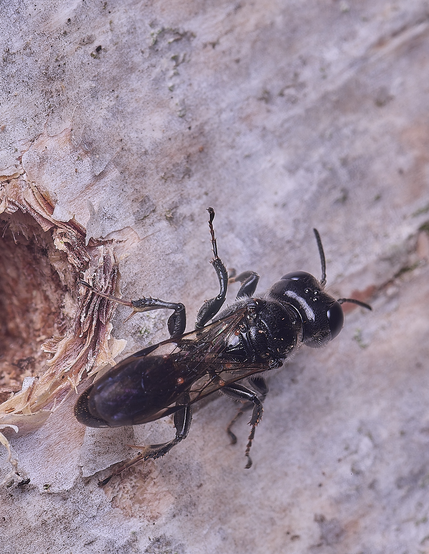 HanworthCrosocerus160725-1