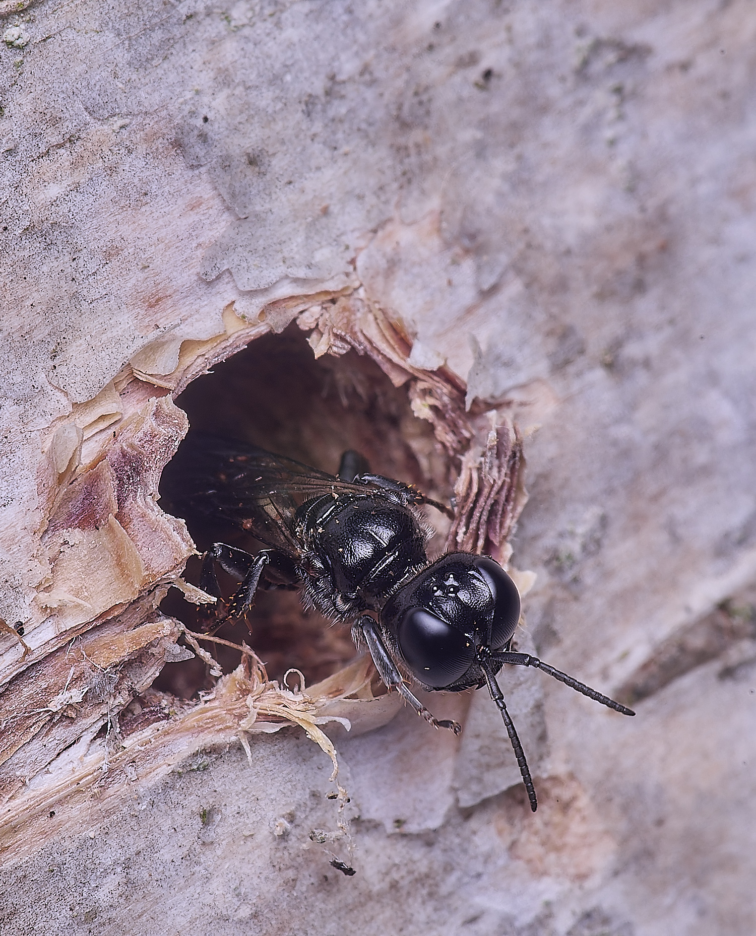 HanworthCrosocerus160725-2