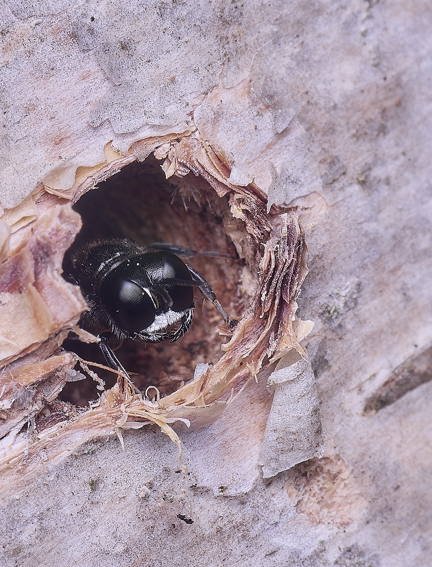 HanworthCrosocerus160725-3