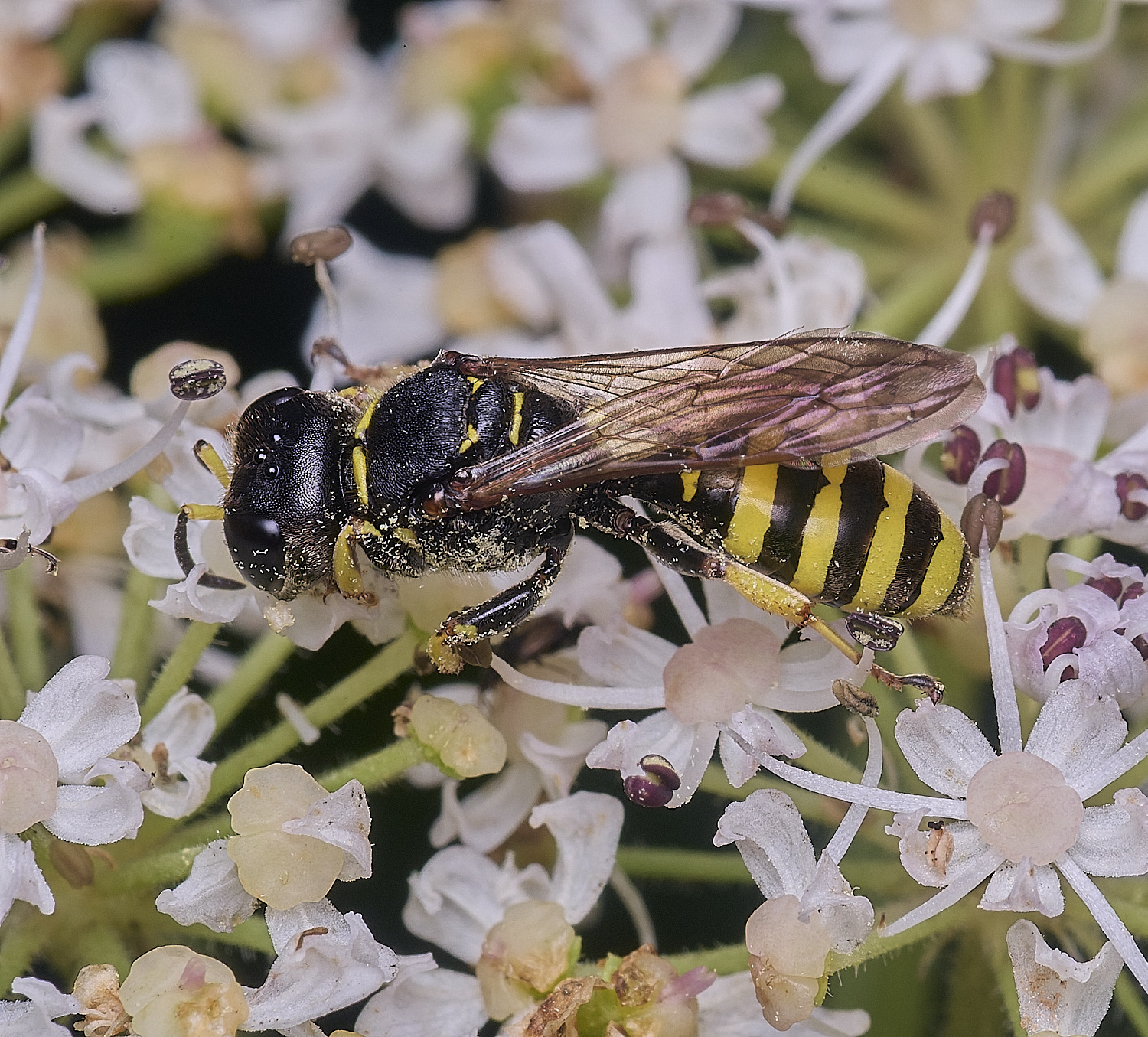 HanworthEcavifrons260725-1