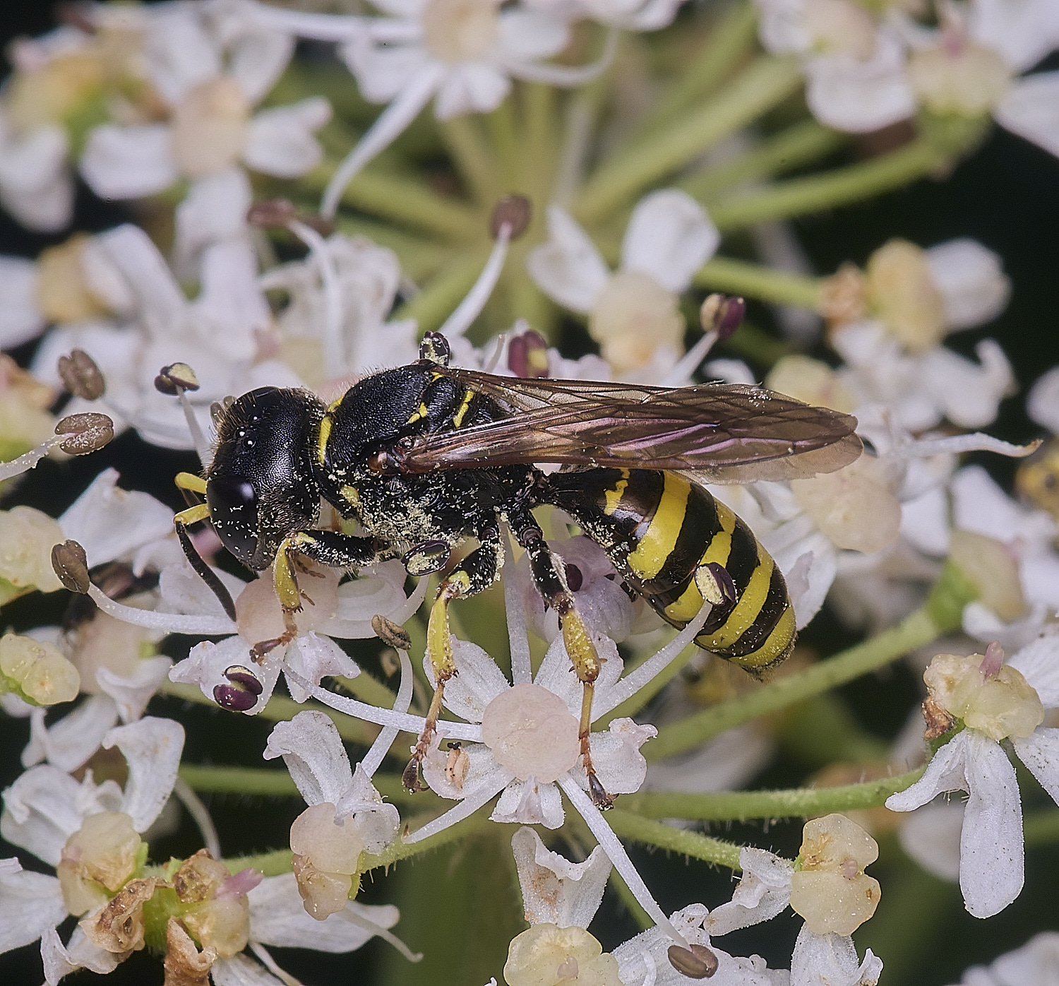 HanworthEcavifrons260725-2