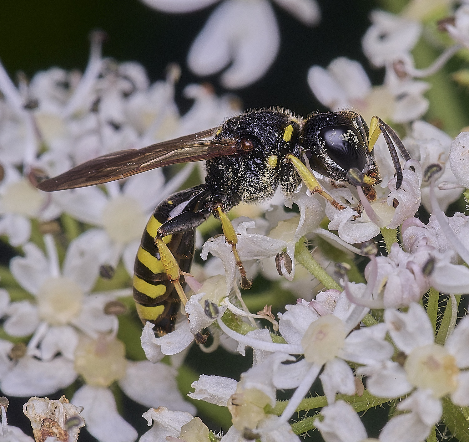 HanworthEcephalotes300725-1