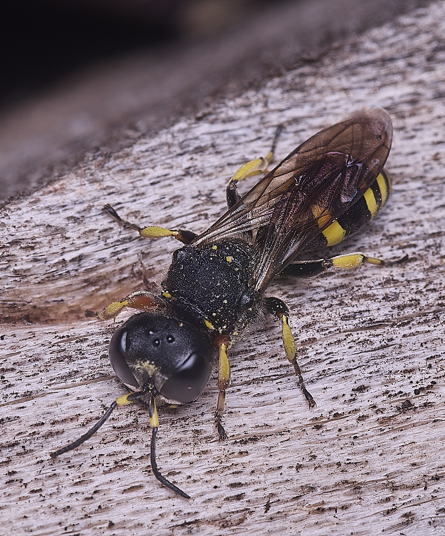 HanworthEcontinuus010825-1