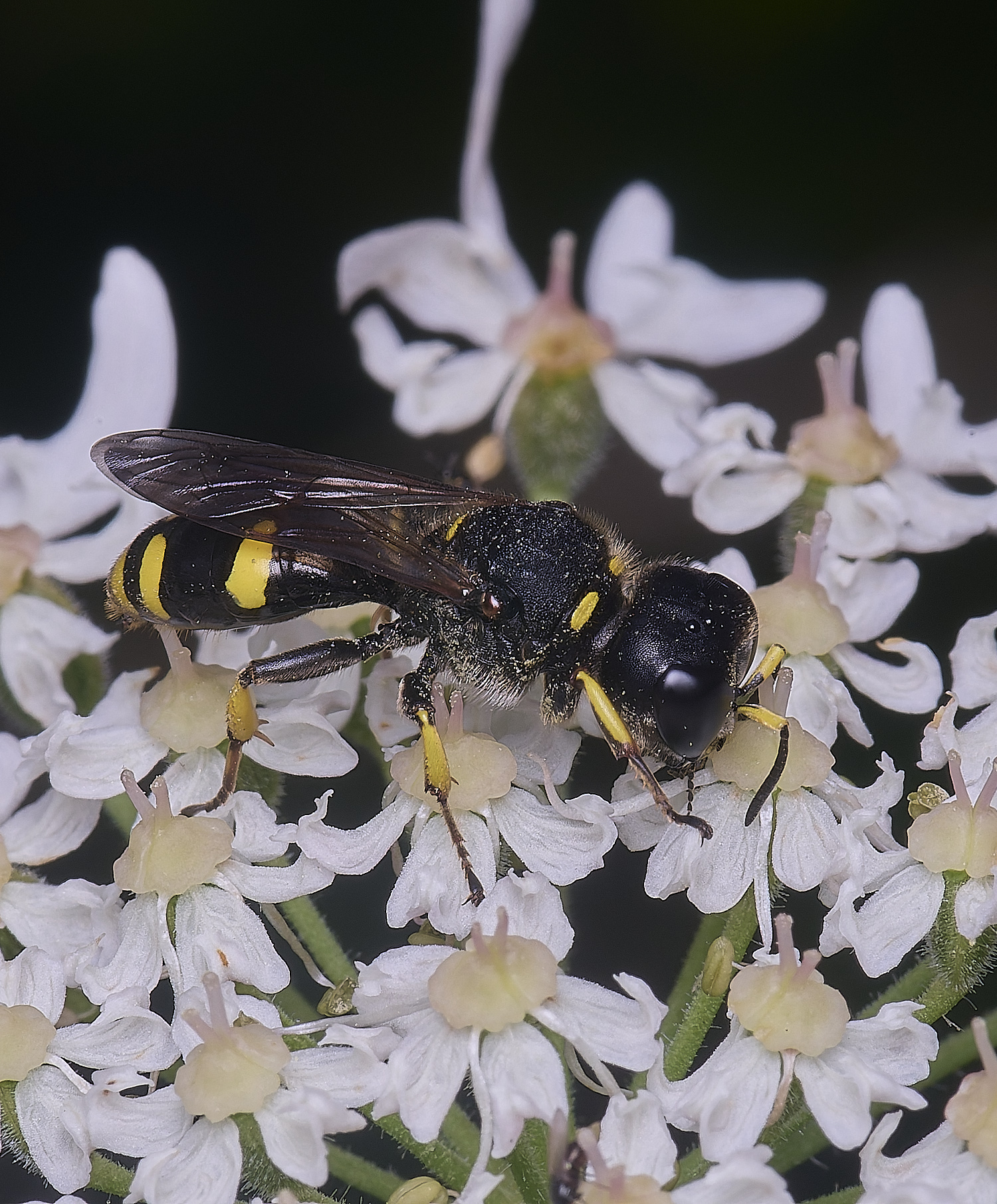 HanworthEcontinuus200725-1