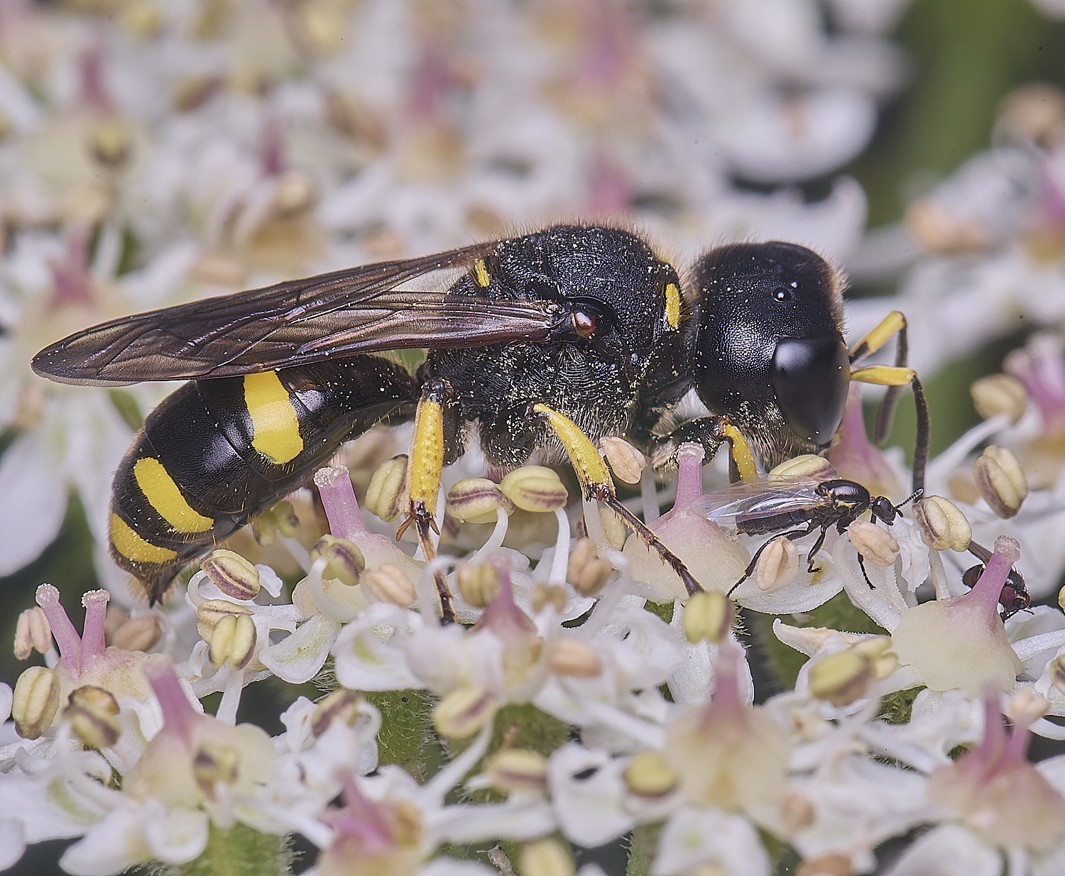 HanworthEcontinuus200725-2