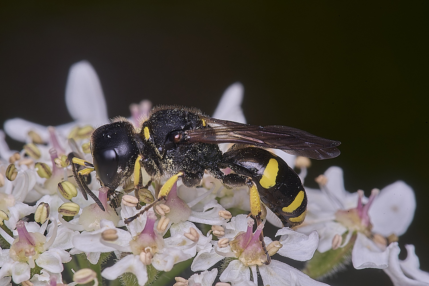 HanworthEcontinuus200725-3