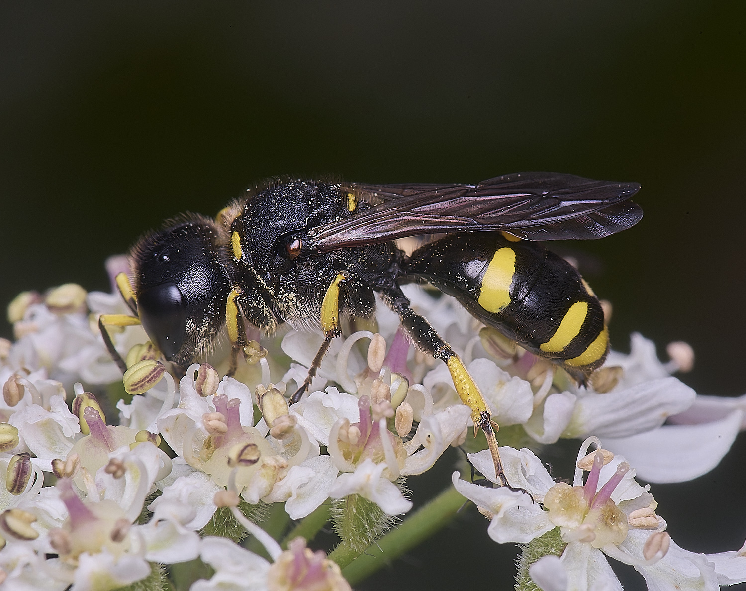 HanworthEcontinuus200725-5