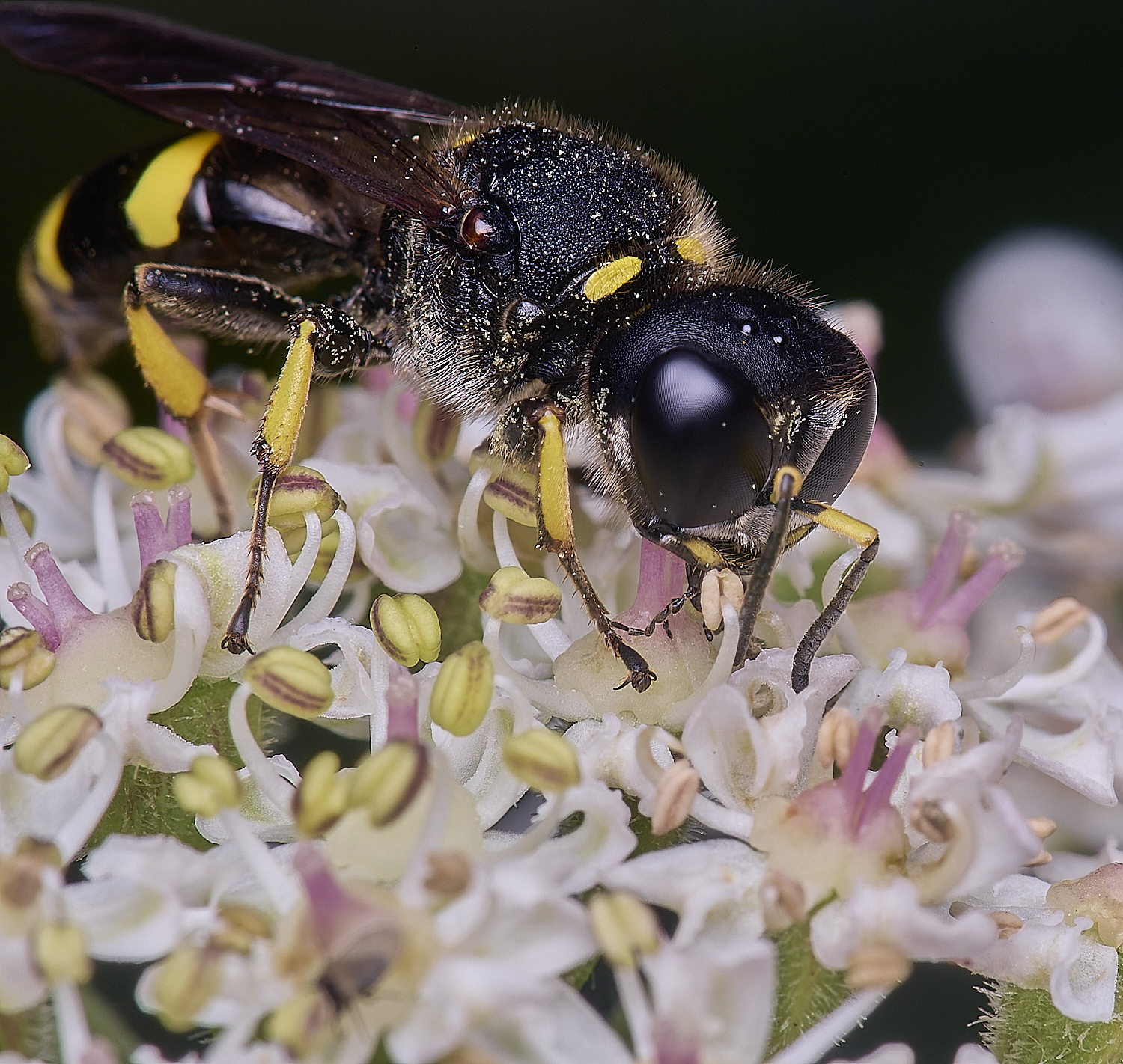 HanworthEctinuus200725-4