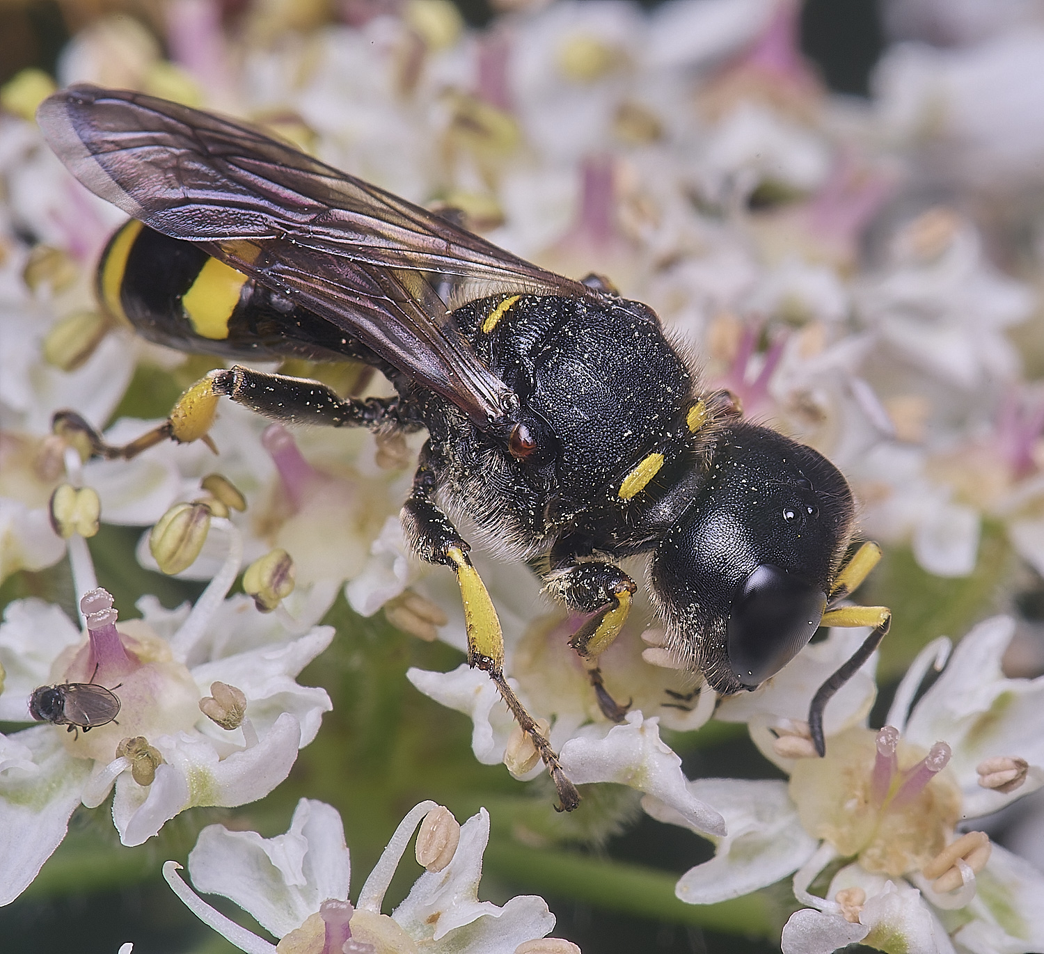 HanworthEctinuus200725-5