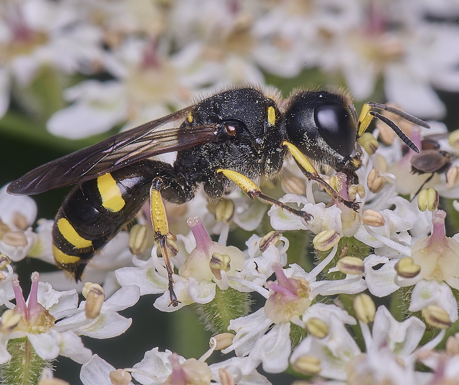 HanworthEctinuus200725-7