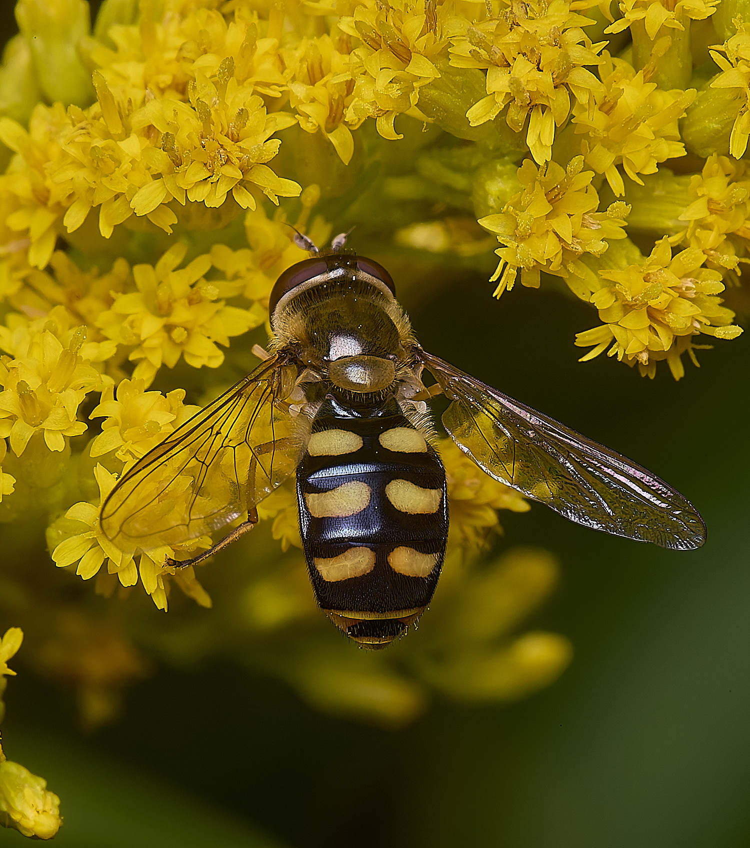 HanworthEluniger180725-1