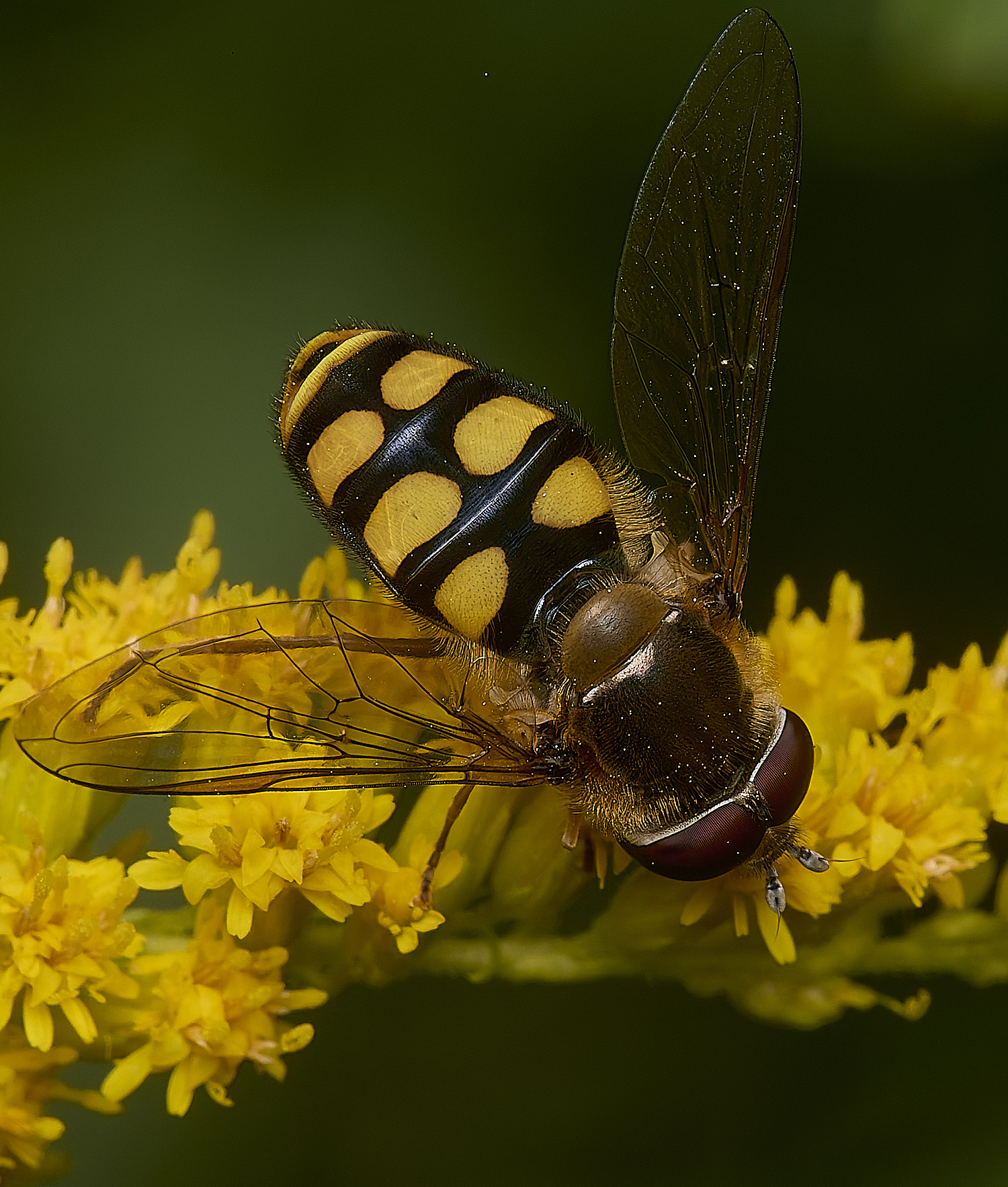 HanworthEluniger180725-2