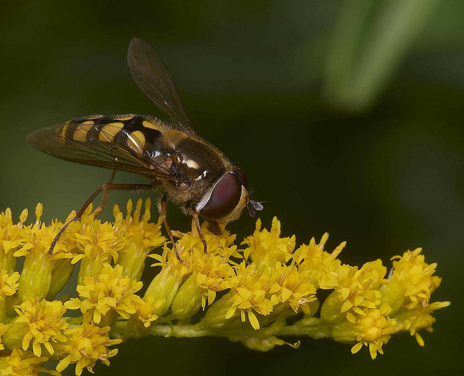 HanworthEluniger180725-3