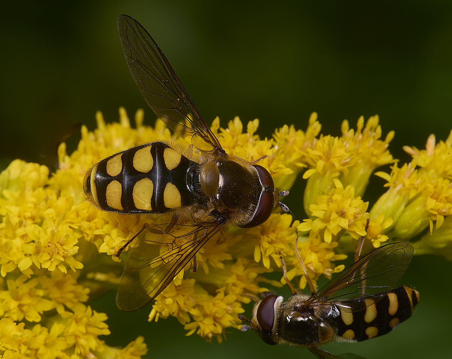 HanworthEluniger180725-4