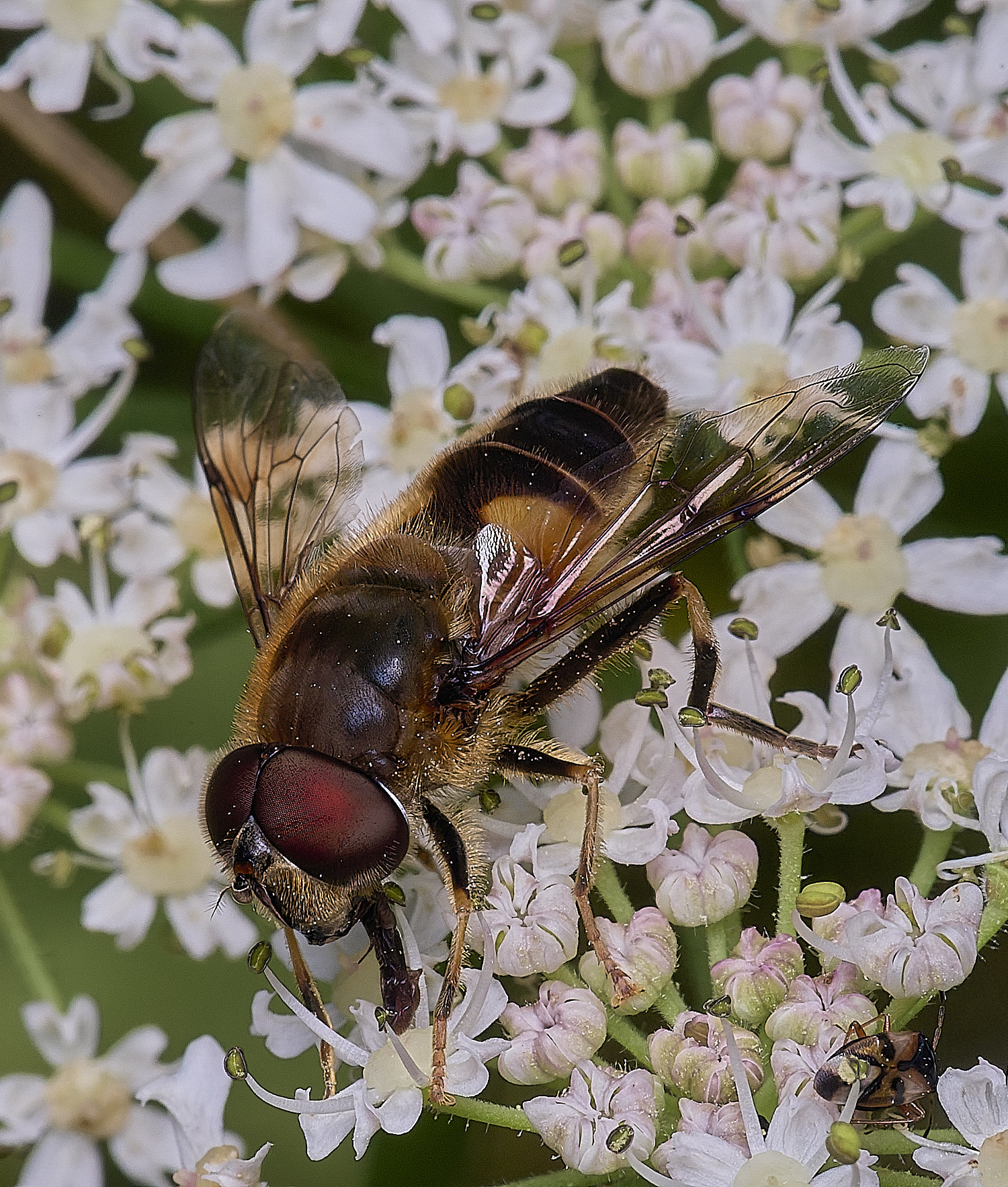 HanworthEristalis2300725-1