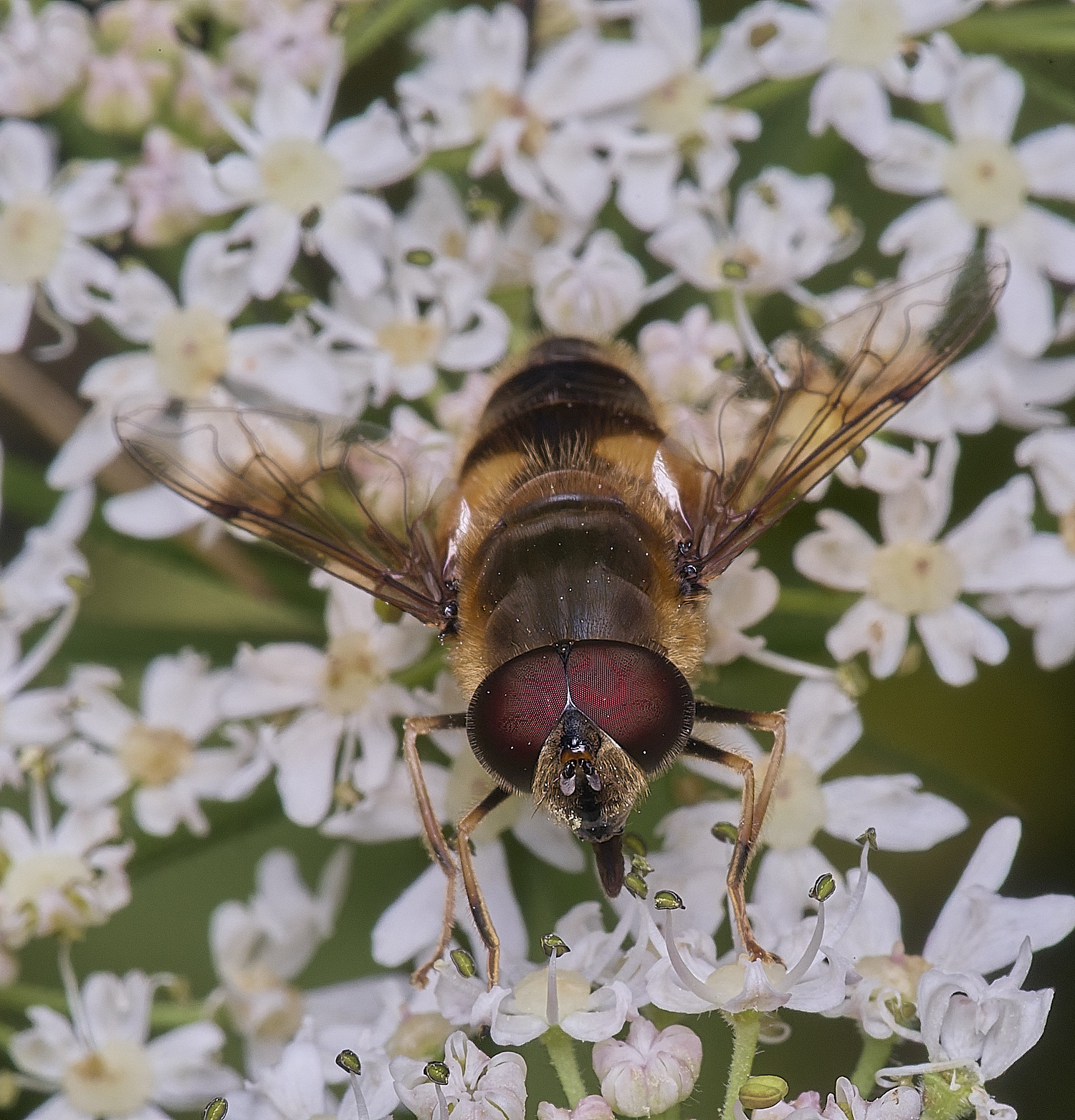 HanworthEristalis2300725-2