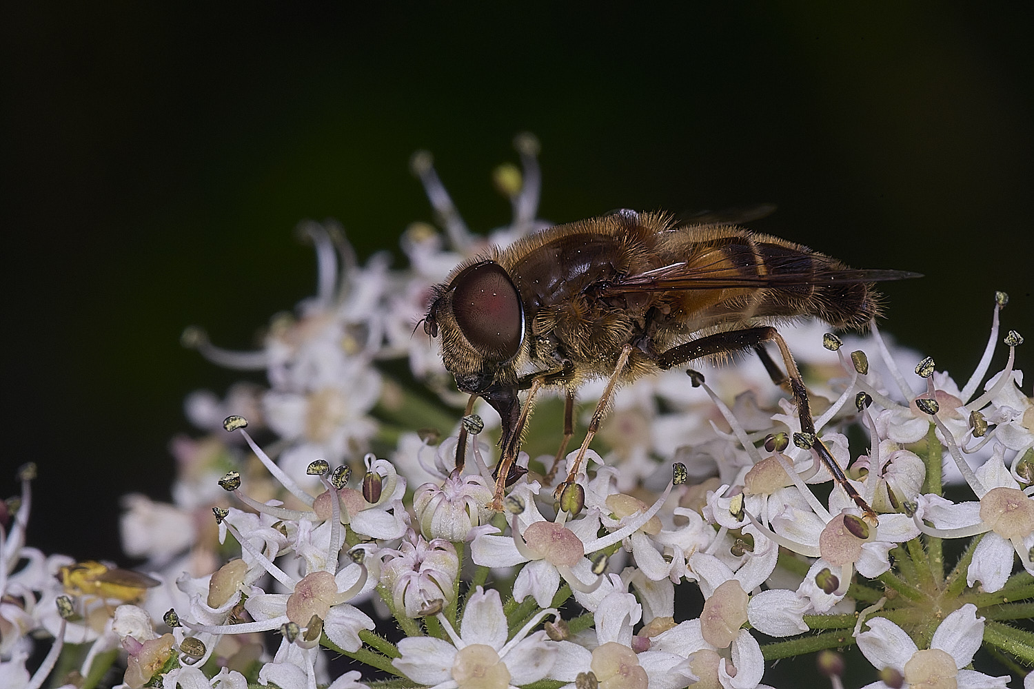 HanworthEristalisSp300725-2