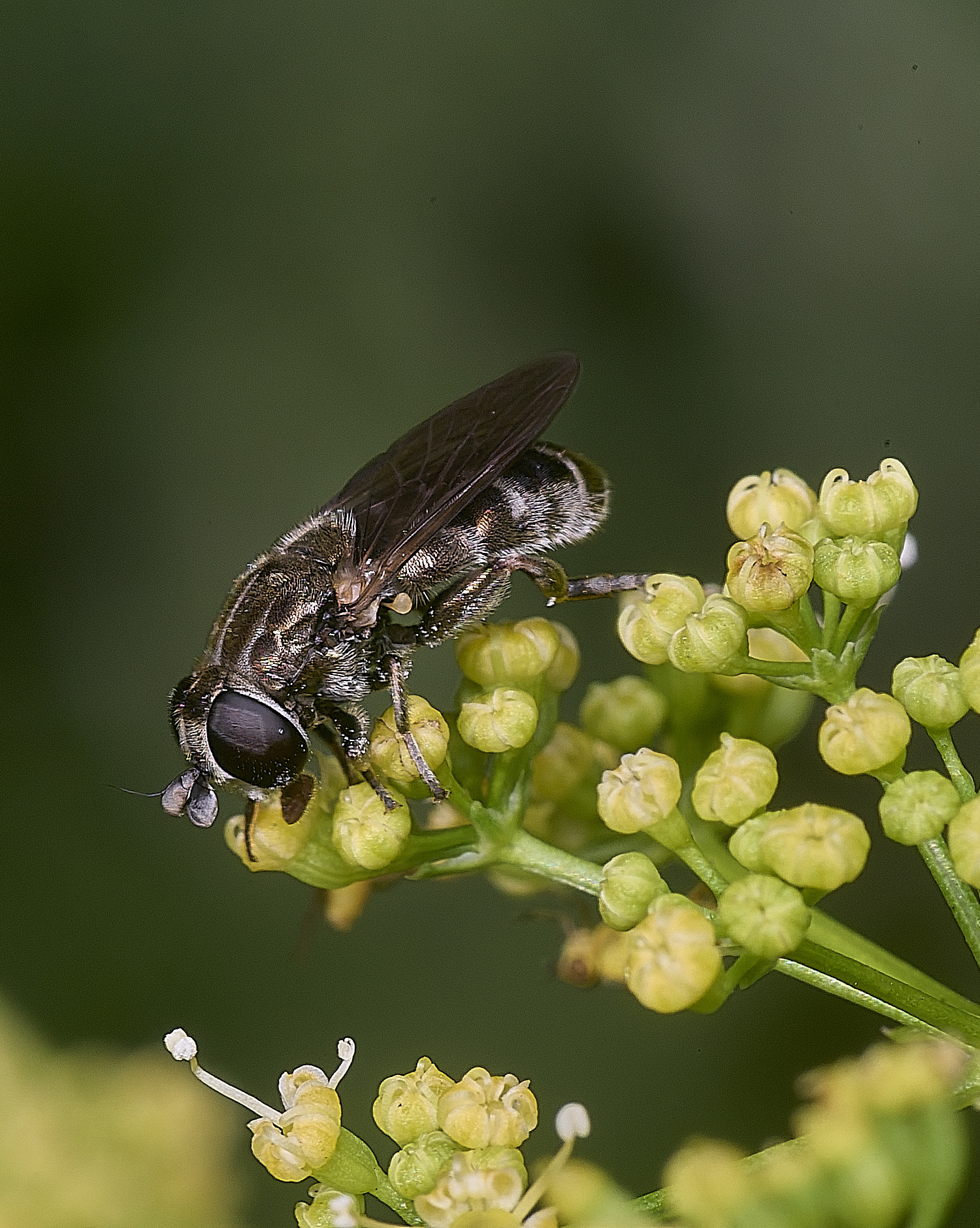 HanworthEumerus250725-1