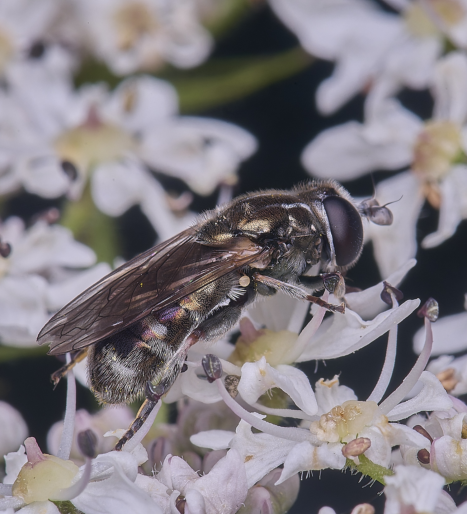 HanworthEumerusSp180725-6