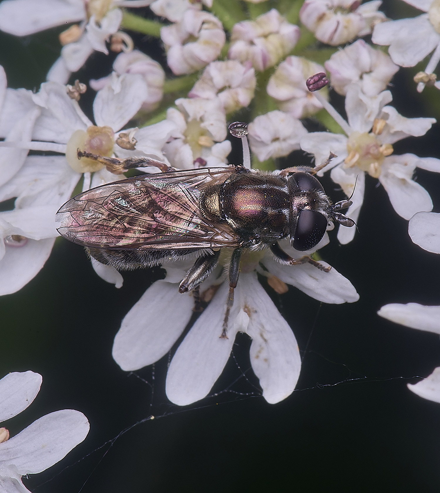 HanworthEumerusSp180725-7