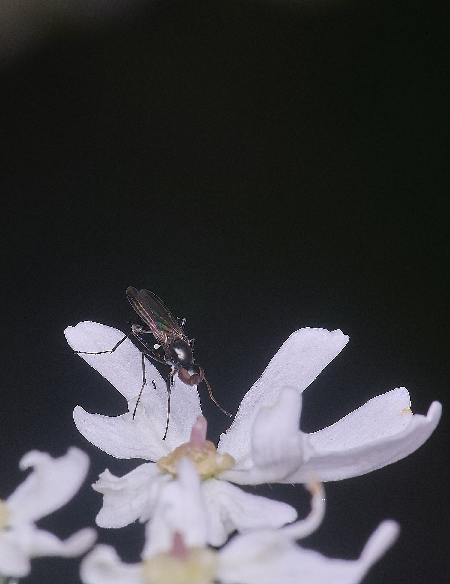 HanworthFly2210725-1